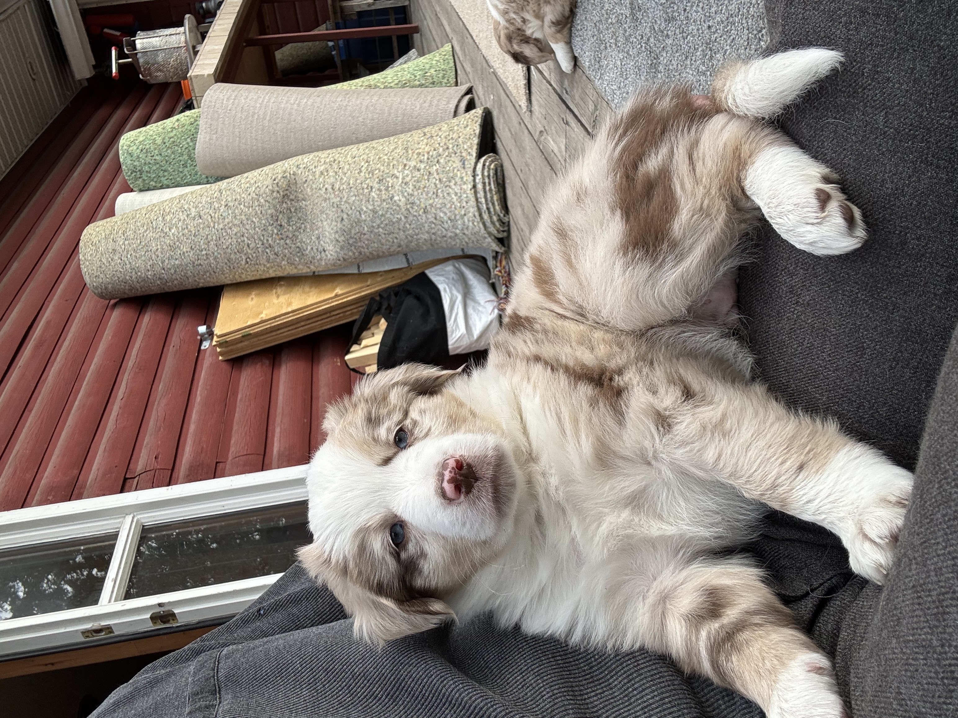 Photo of Australian shepherd puppies 