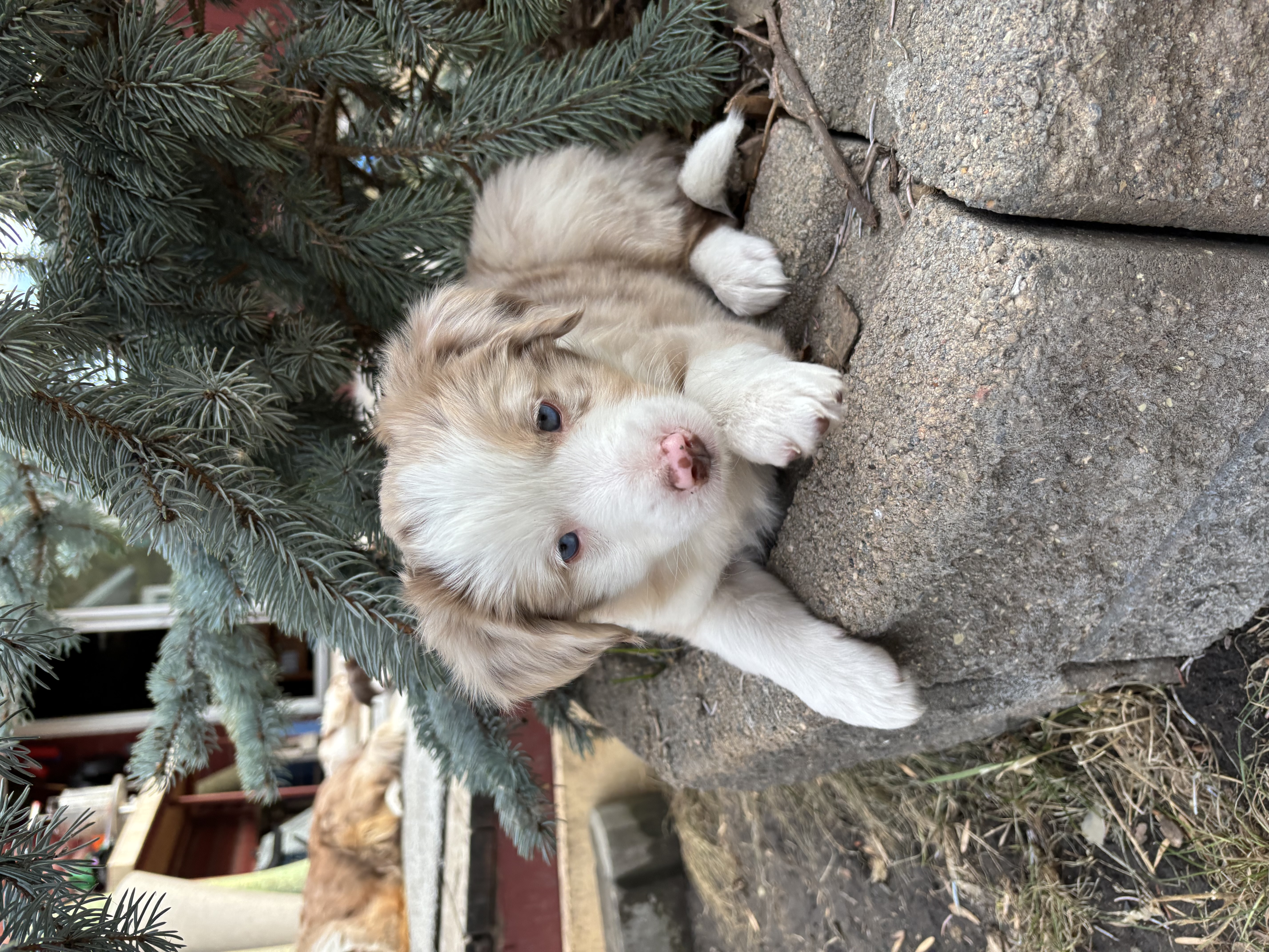 Photo of Australian shepherd puppies 