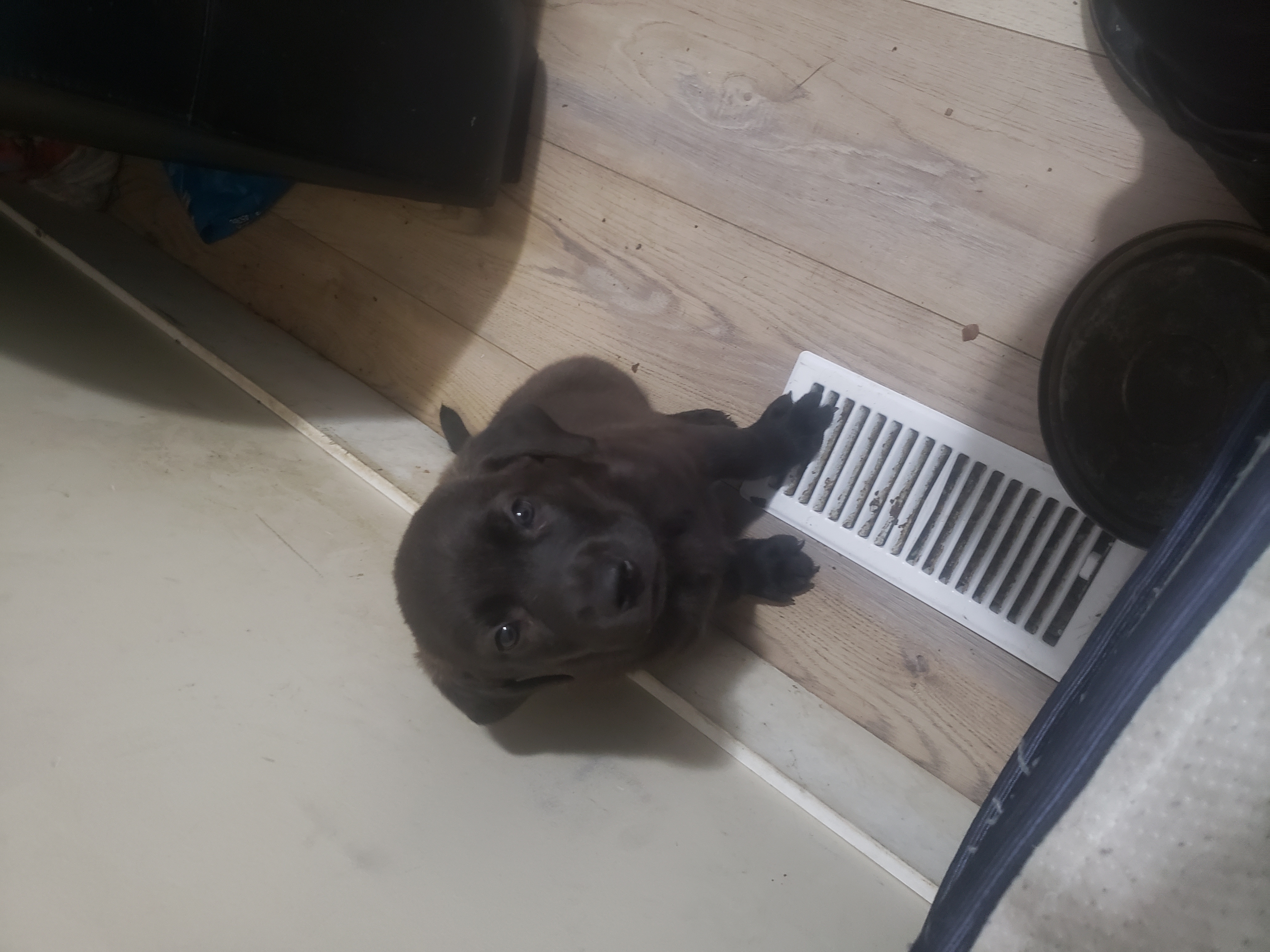 Photo of Lab/pitbull