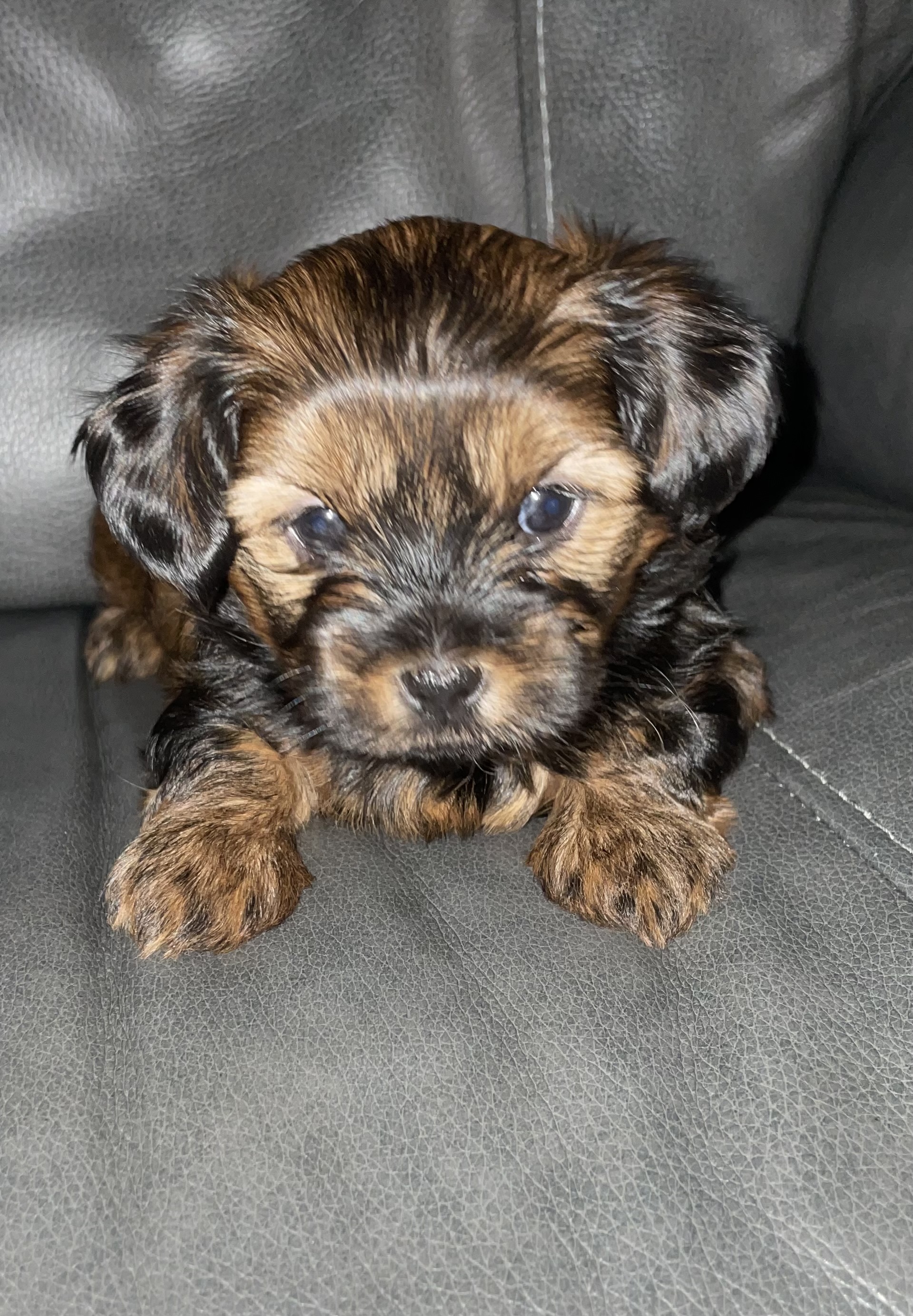 Photo of Shorkies! Ready to go home!