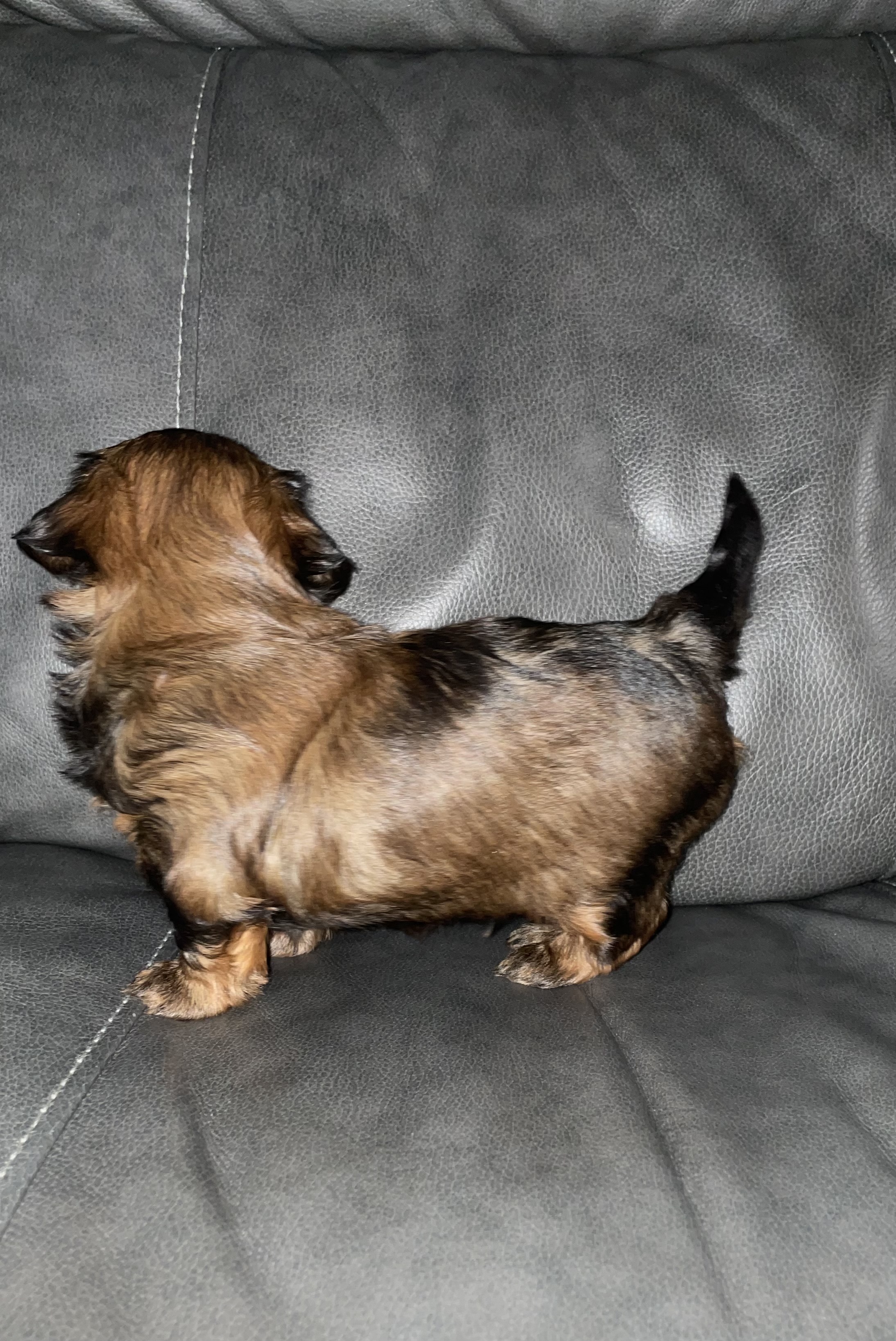 Photo of Shorkies! Ready to go home!