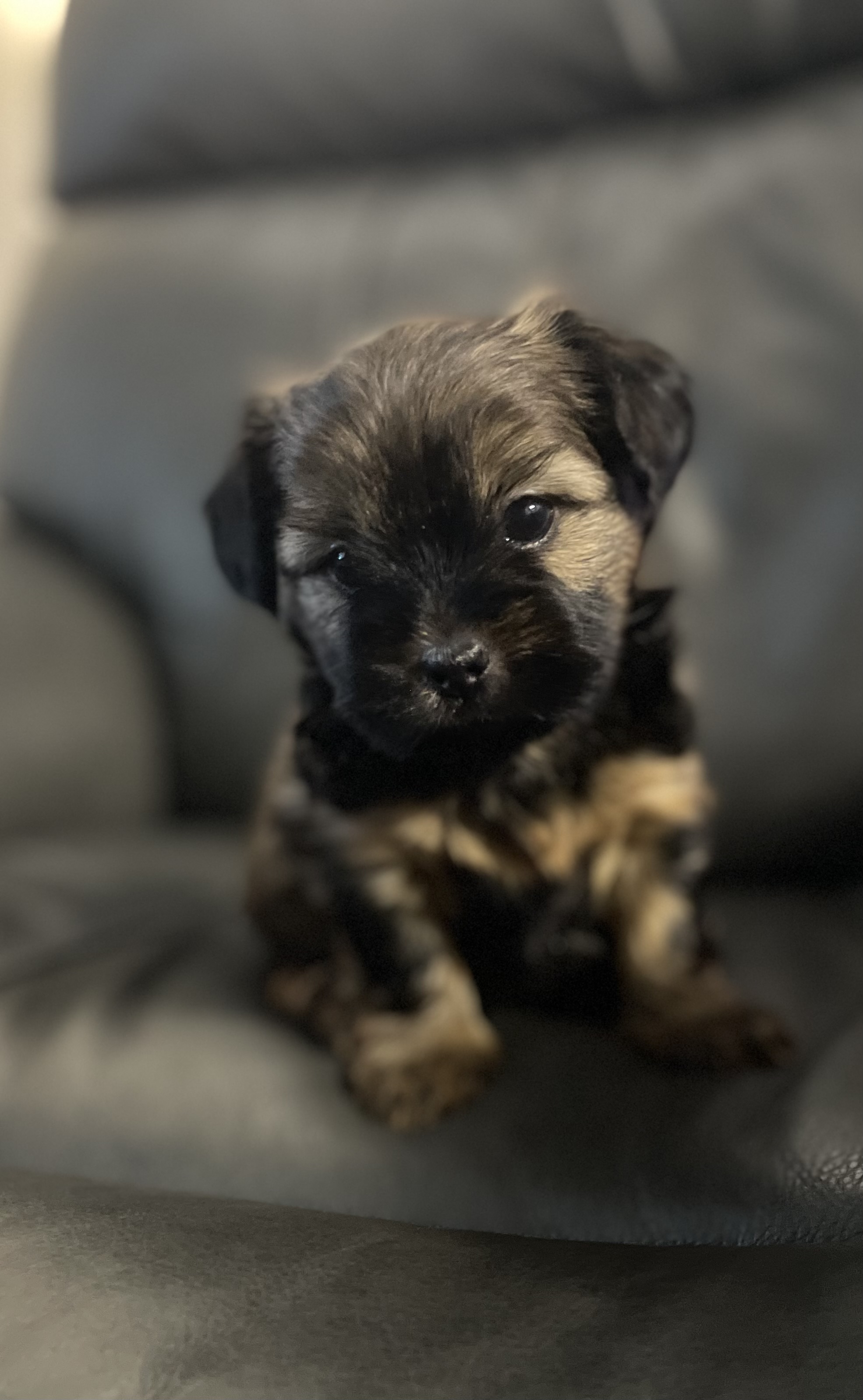 Photo of Shorkies! Ready to go home!