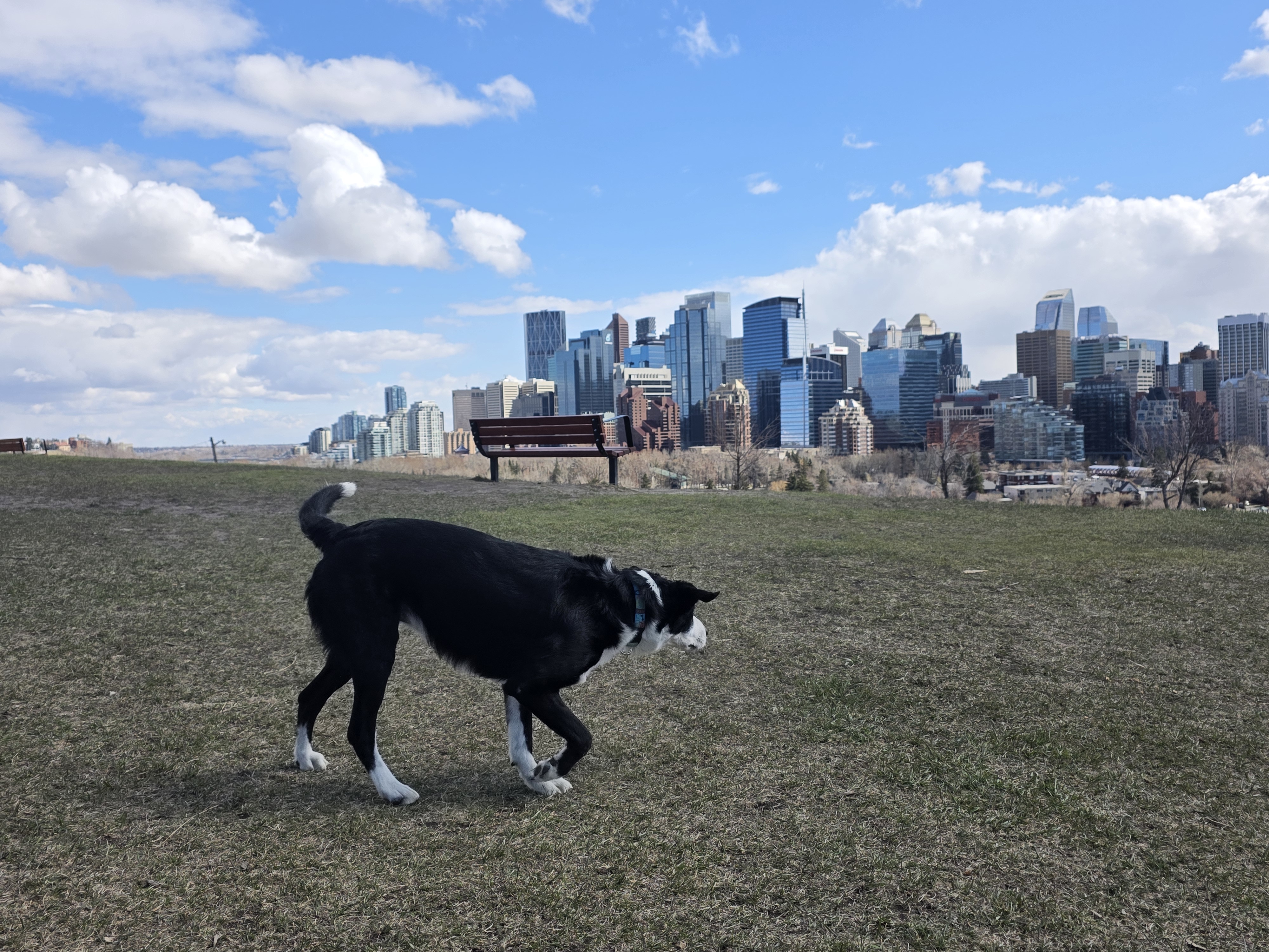 Photo of border Collie and lab mix ready for stud