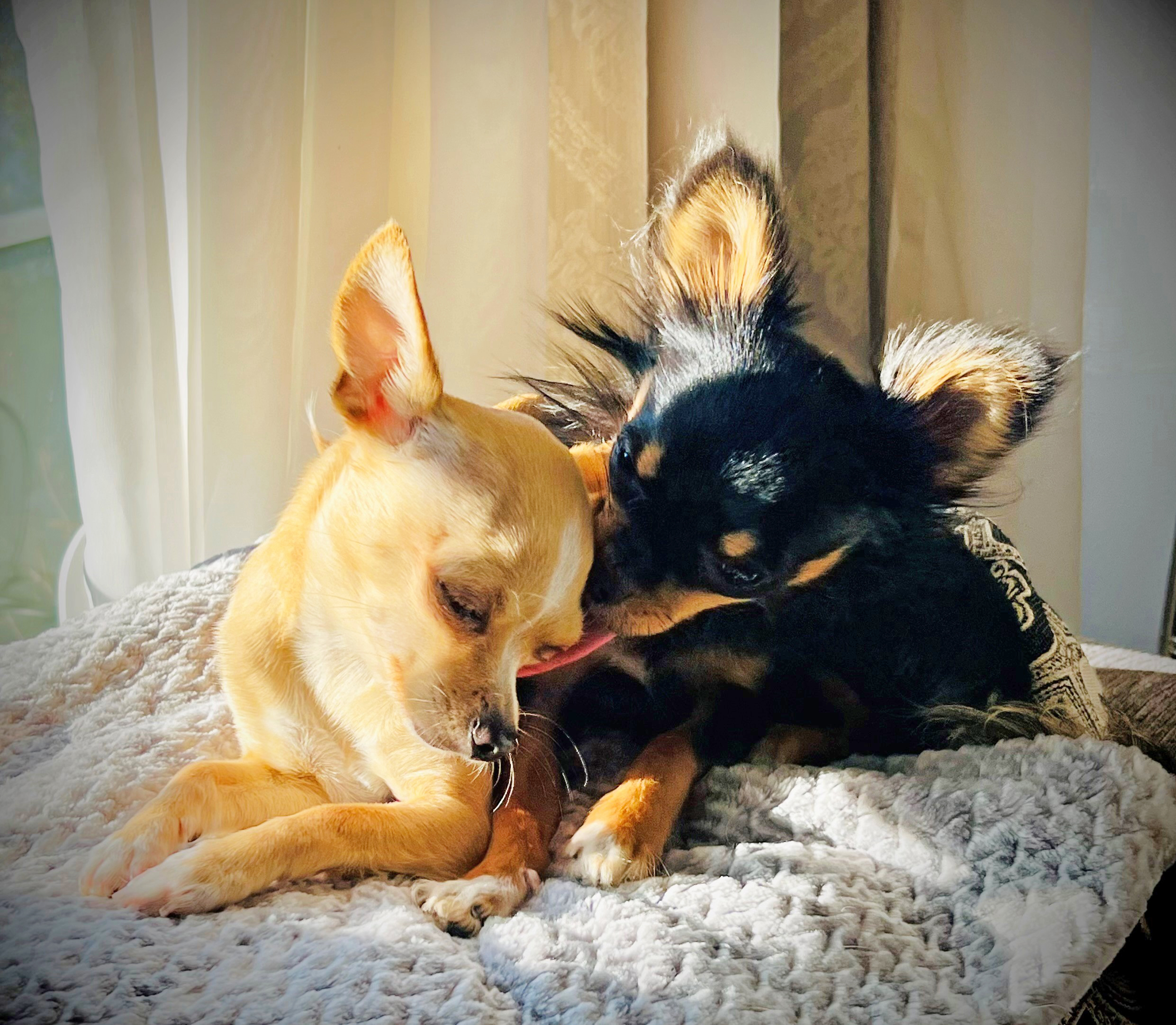 Photo of SWEET NATURED CHIHUAHUAS BREEDER