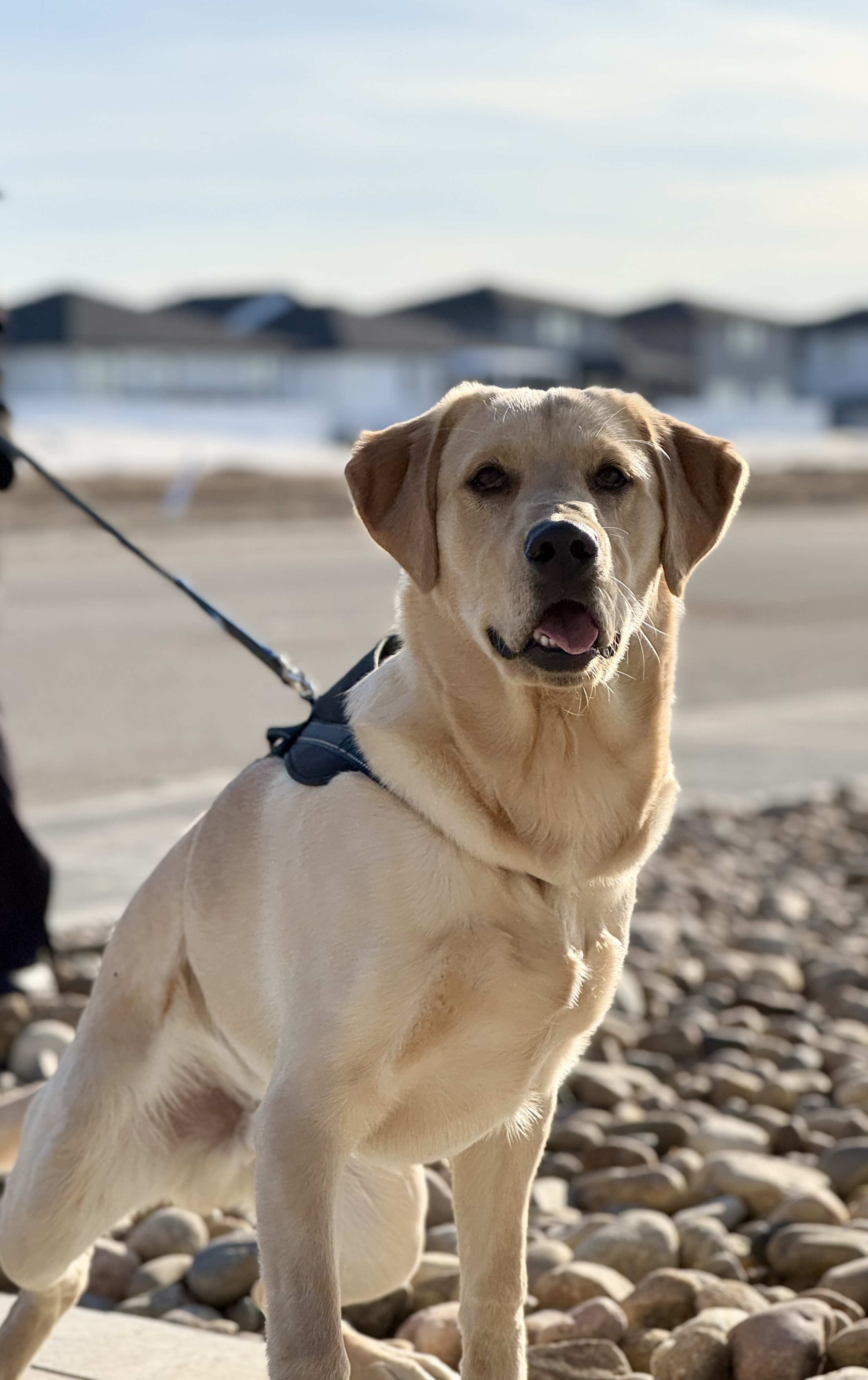 Photo of Lab x retrieve dog for sale