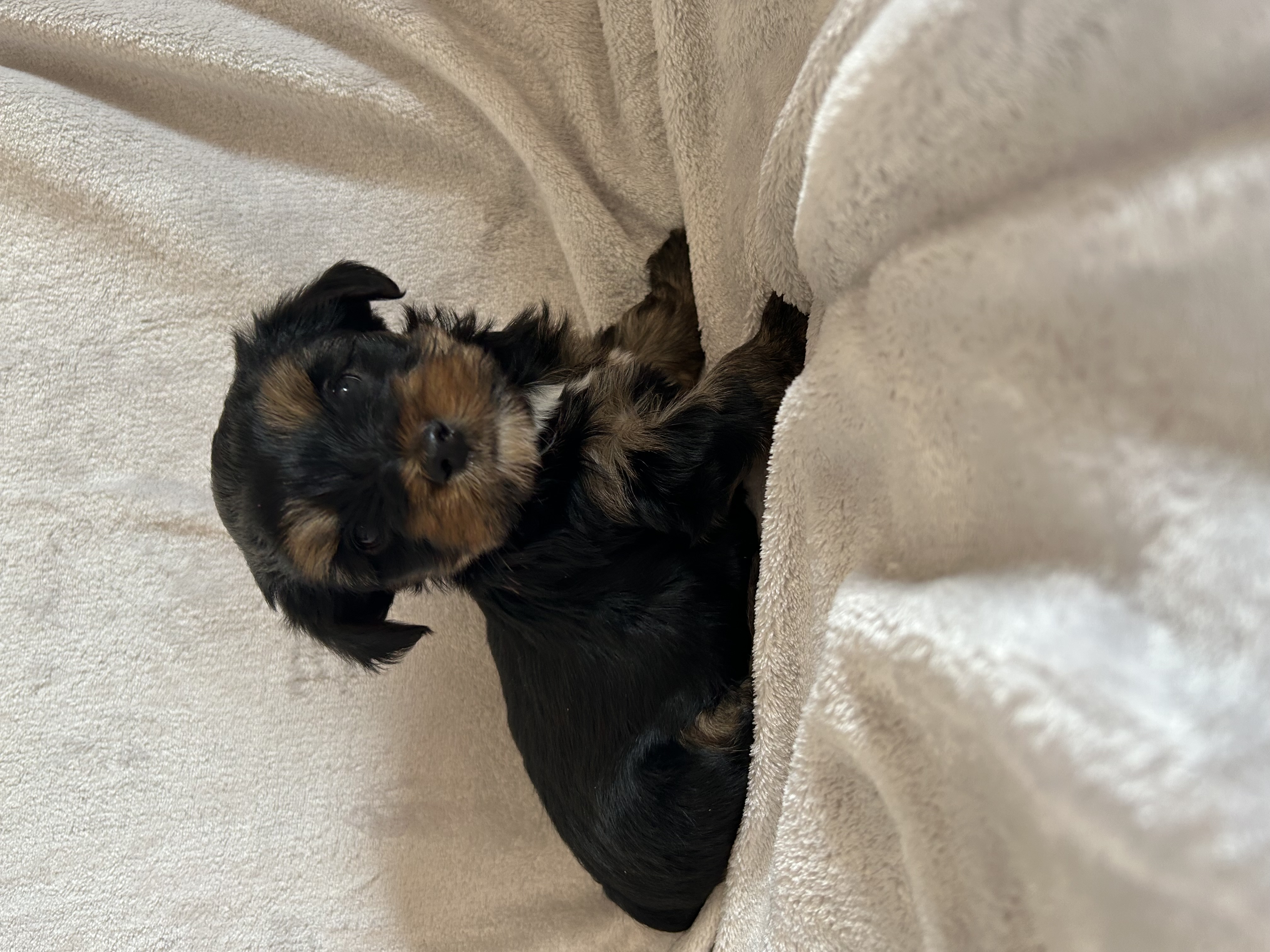 Photo of Male Yorkies