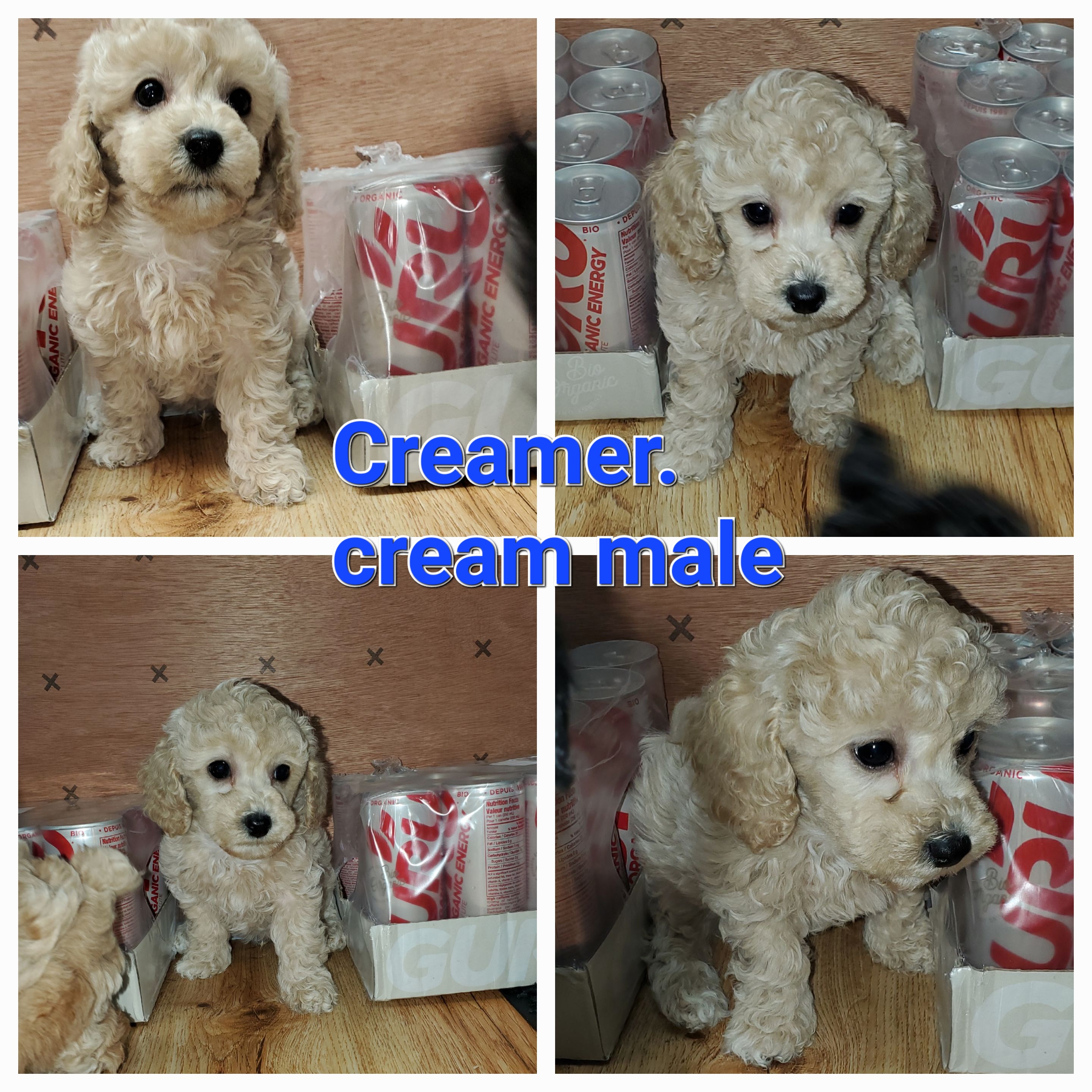 Photo of Toy poodle puppies