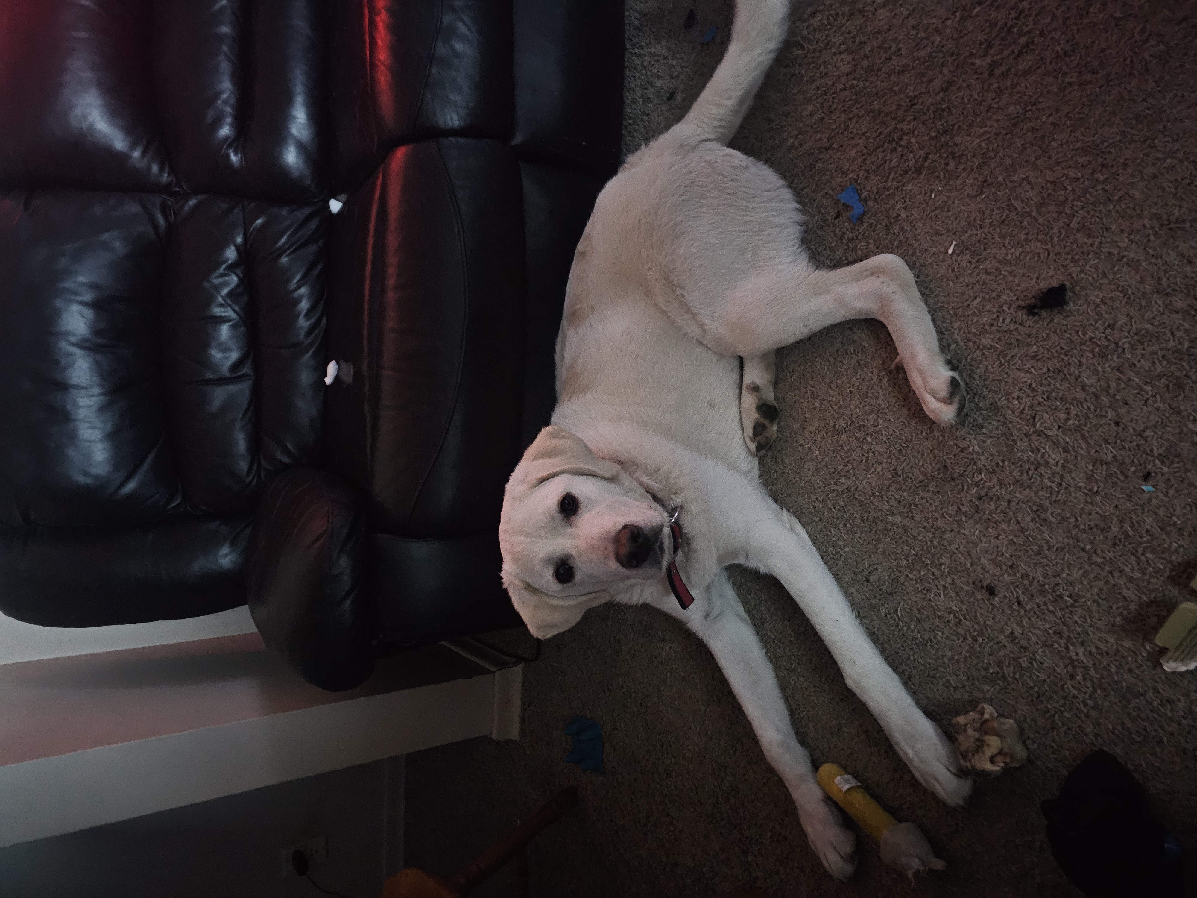 Photo of beautiful lab x parynese 