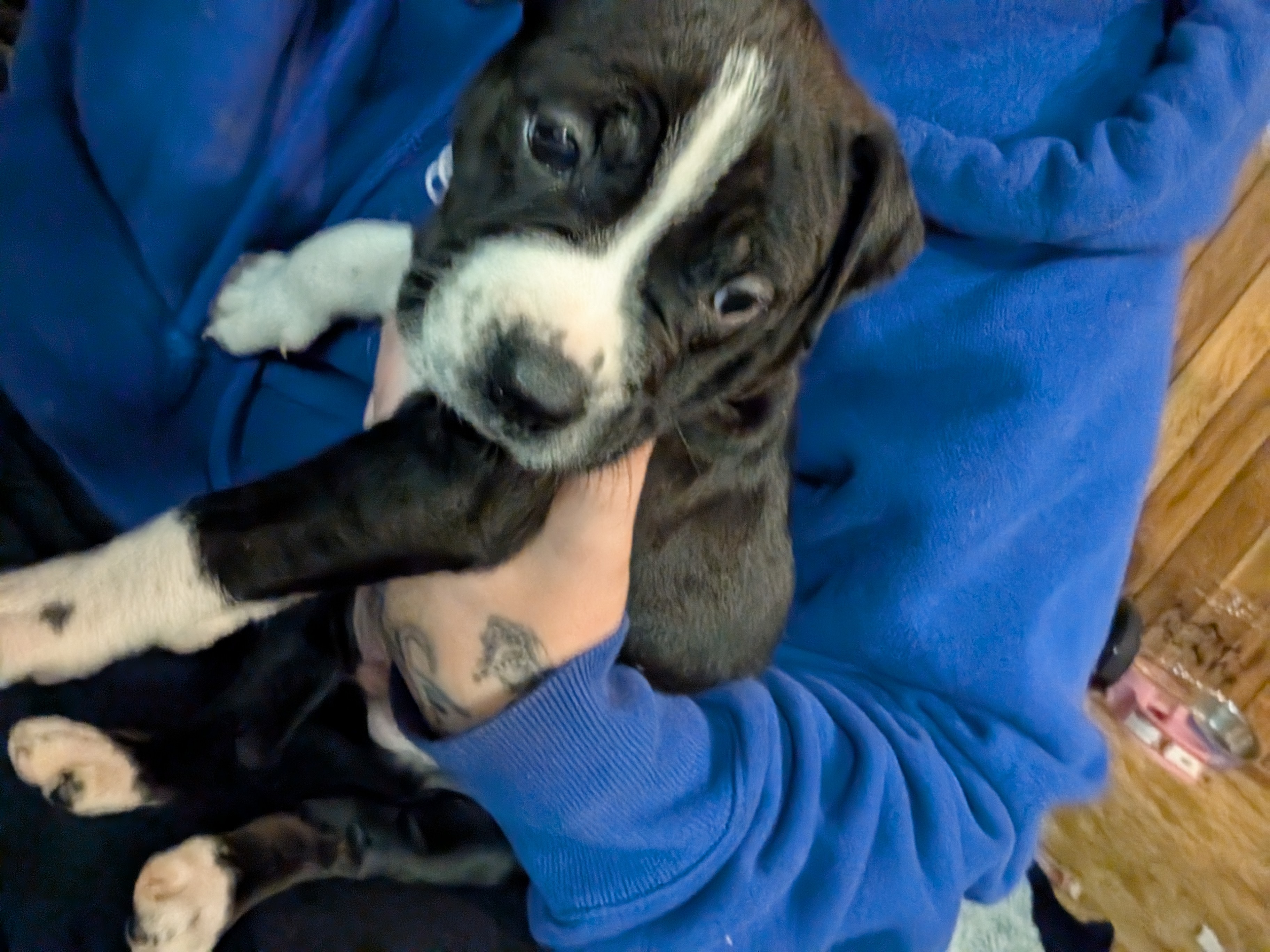 Photo of Purebred pitbull pups