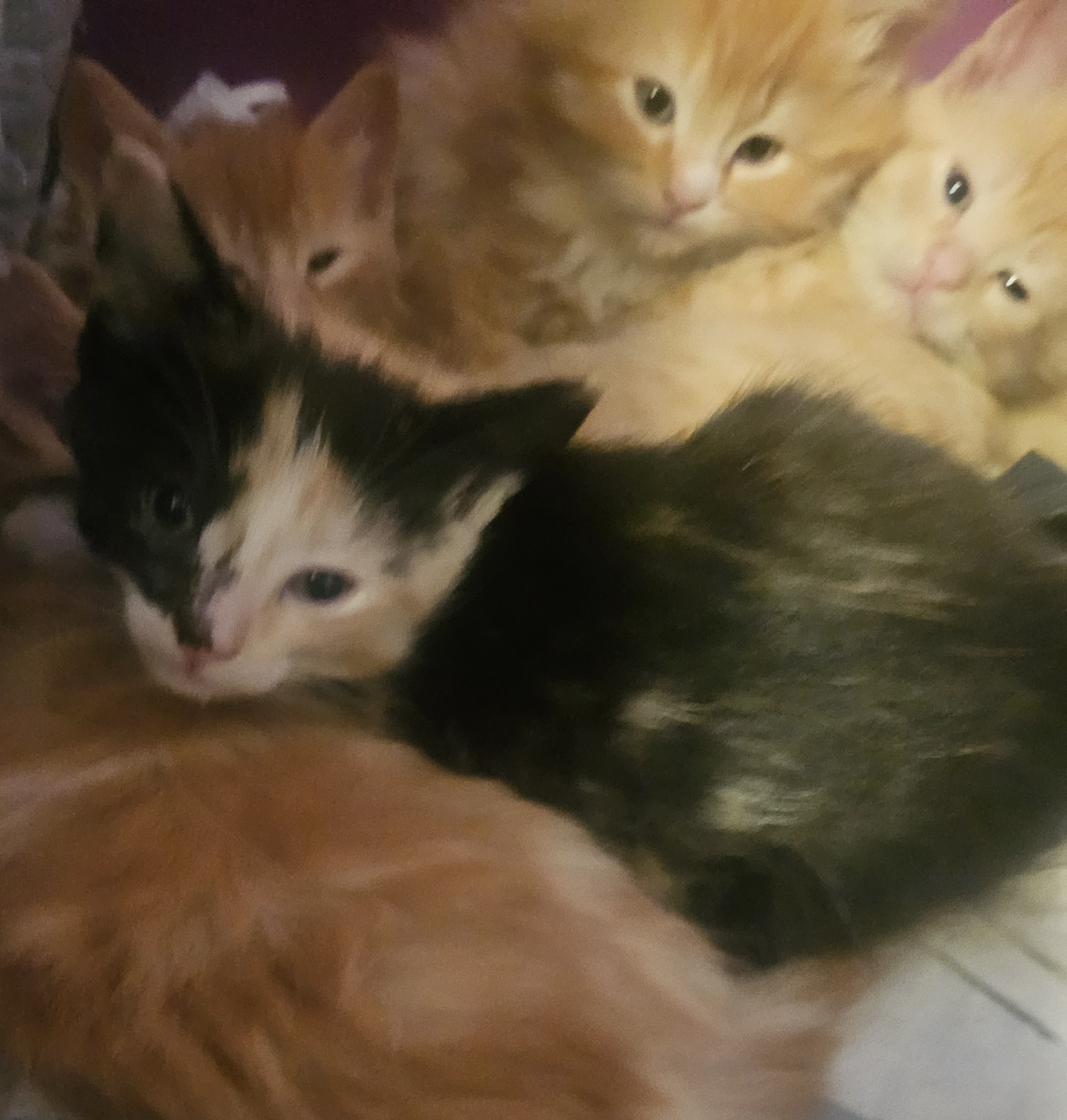 Photo of Kittens 