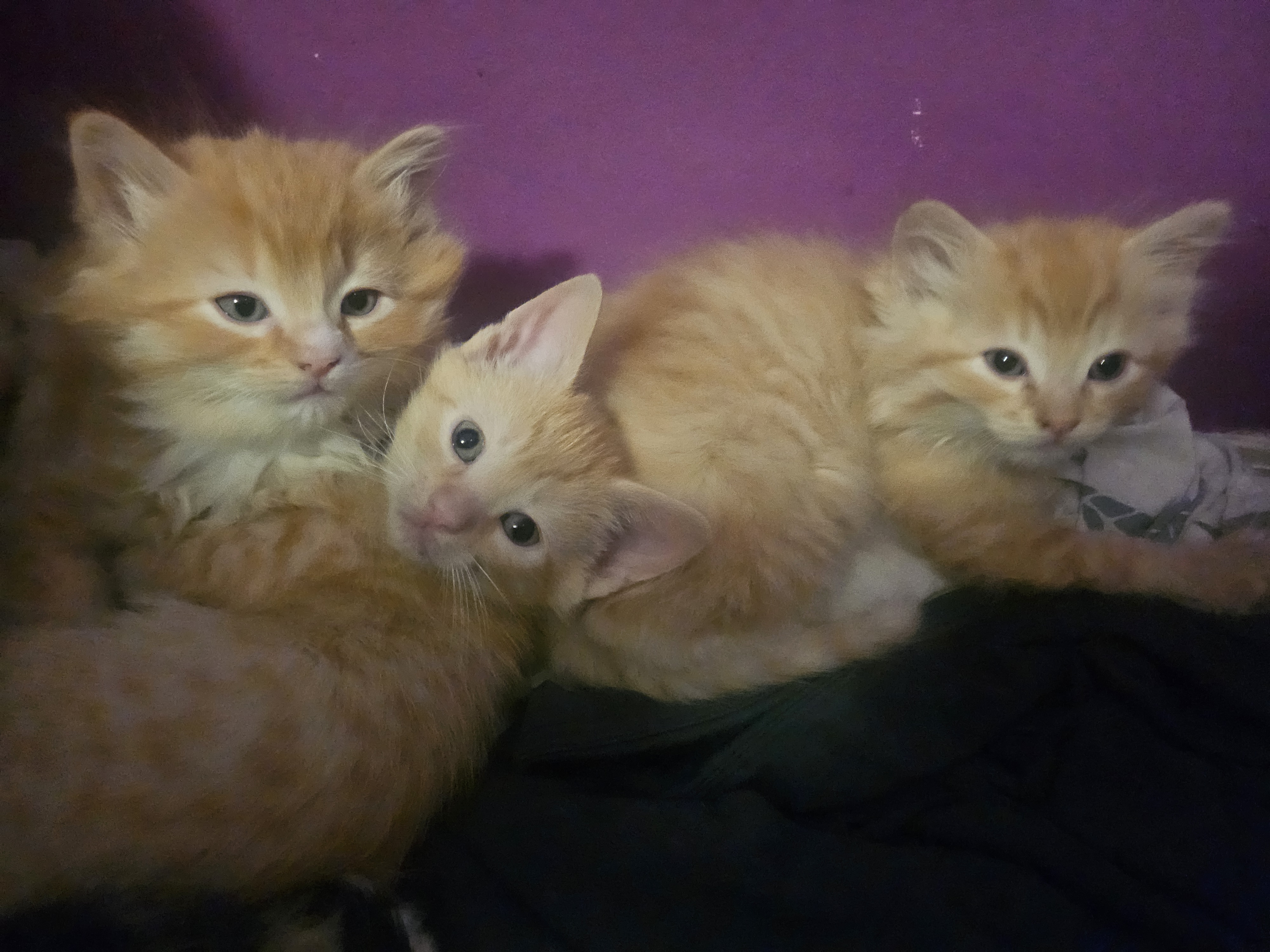 Photo of Kittens 