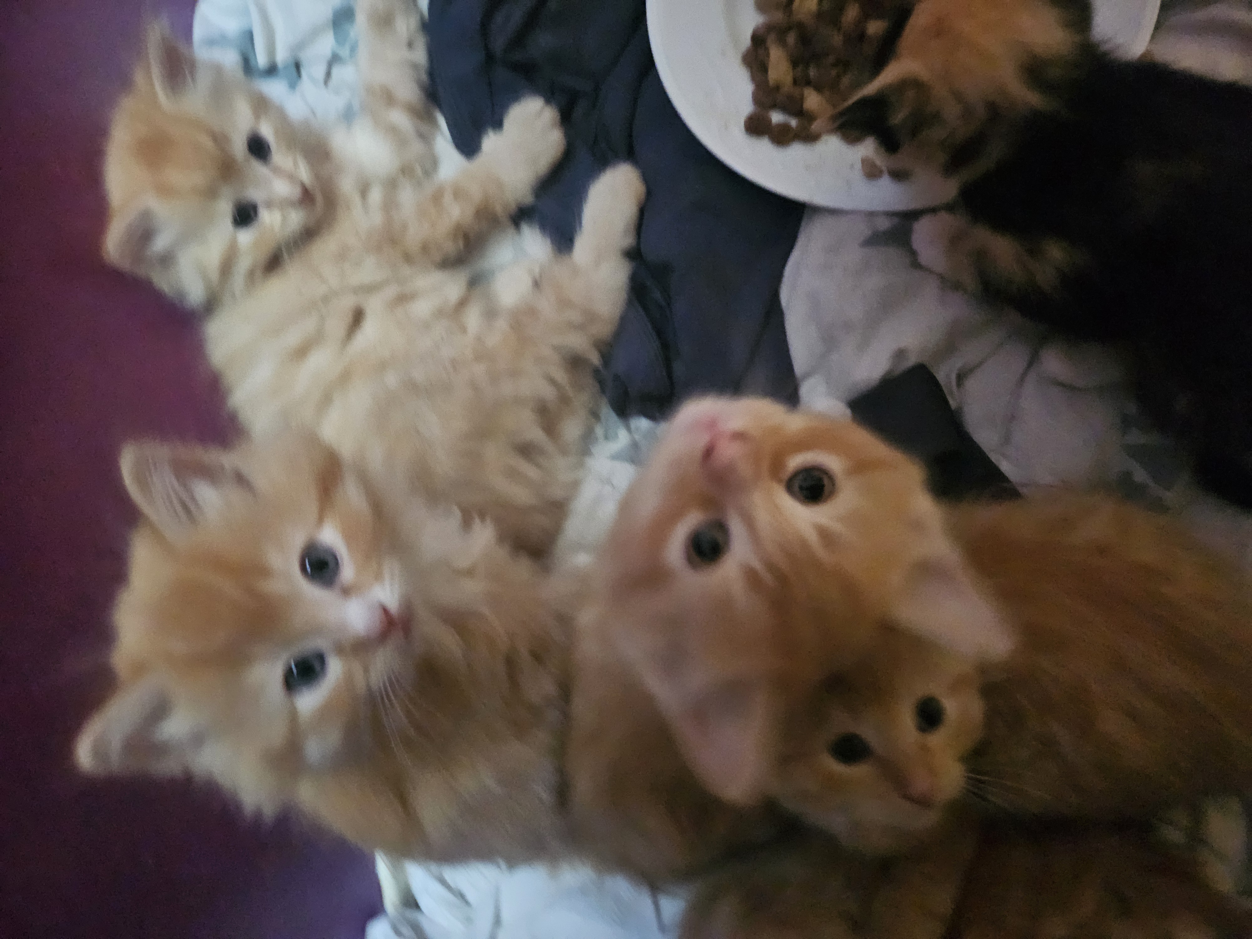 Photo of Kittens 