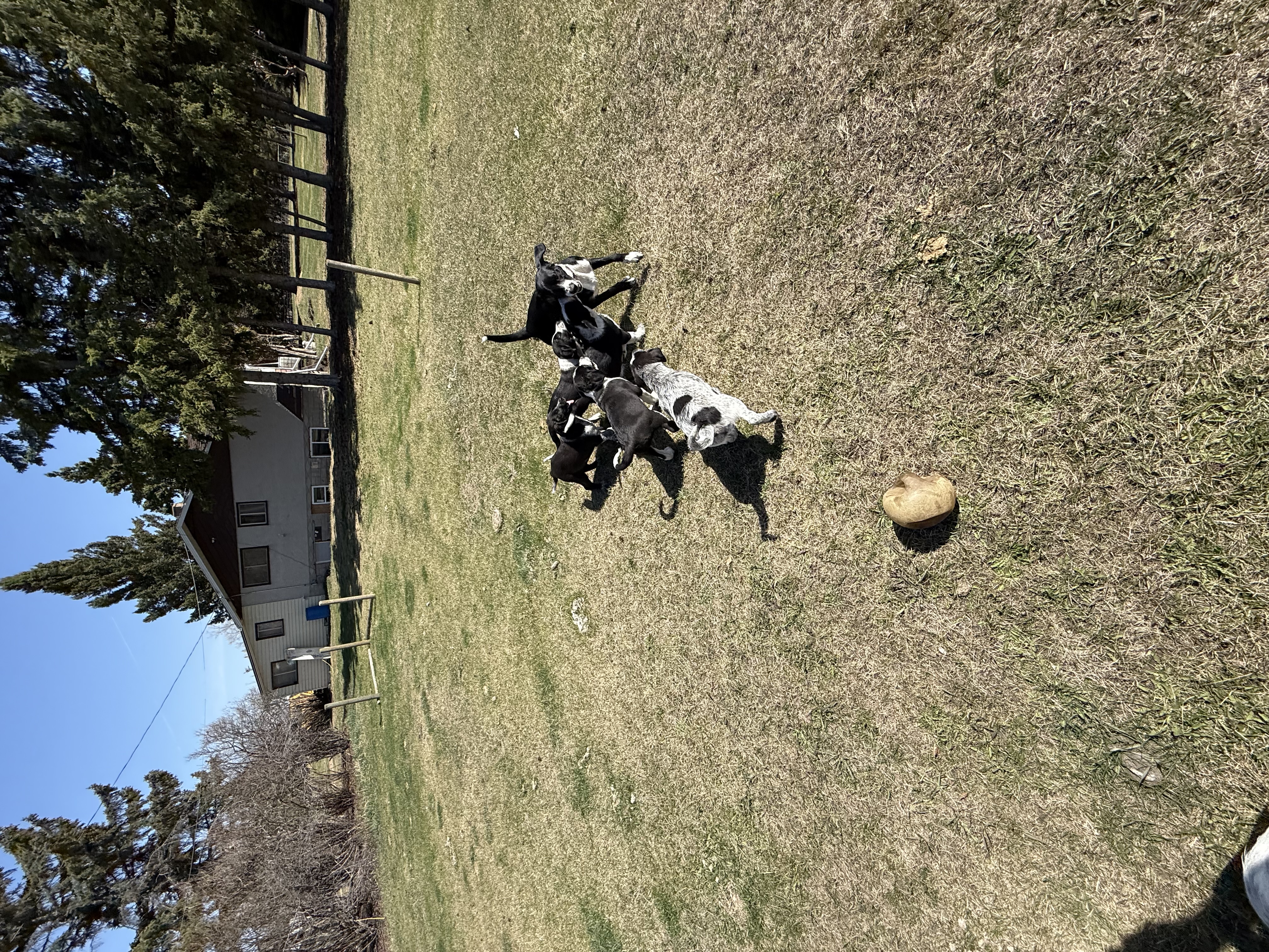 Photo of Puppies for rehoming 