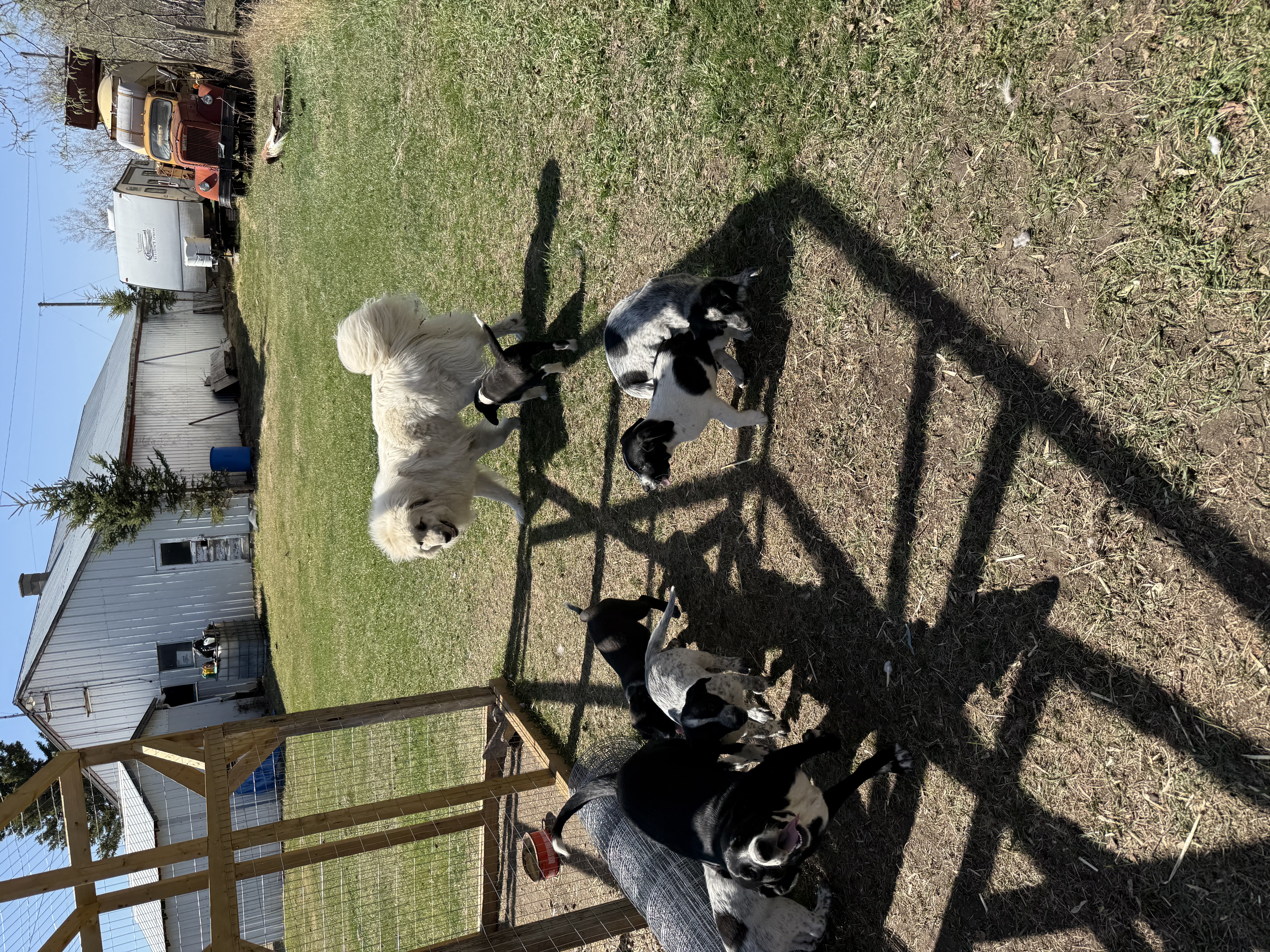 Photo of Puppies for rehoming 