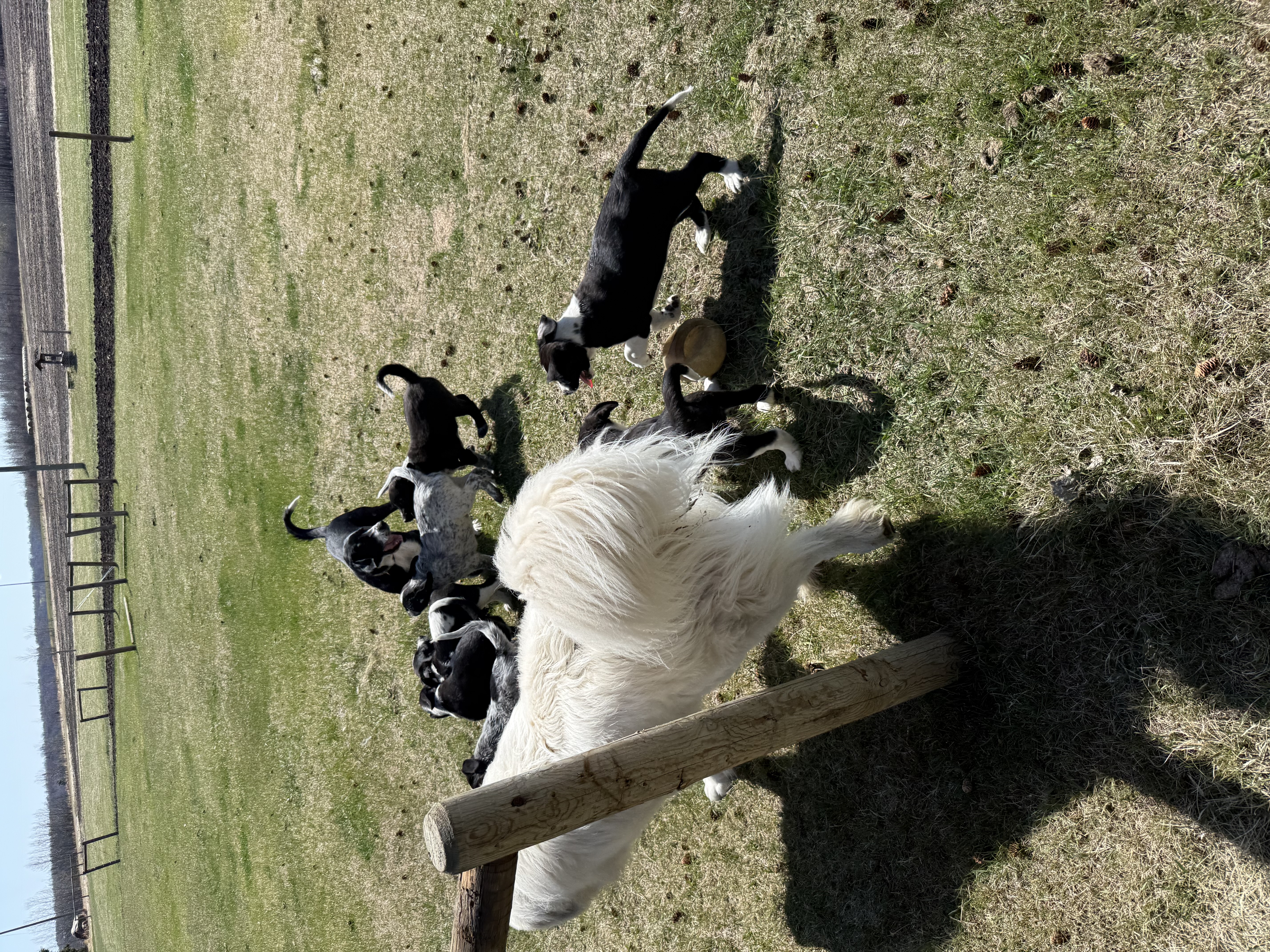 Photo of Puppies for rehoming 