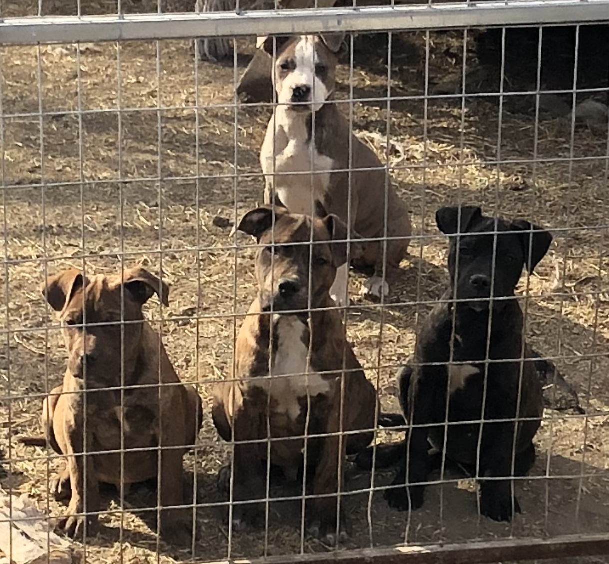 Photo of Pitbull puppies $400 7808826326