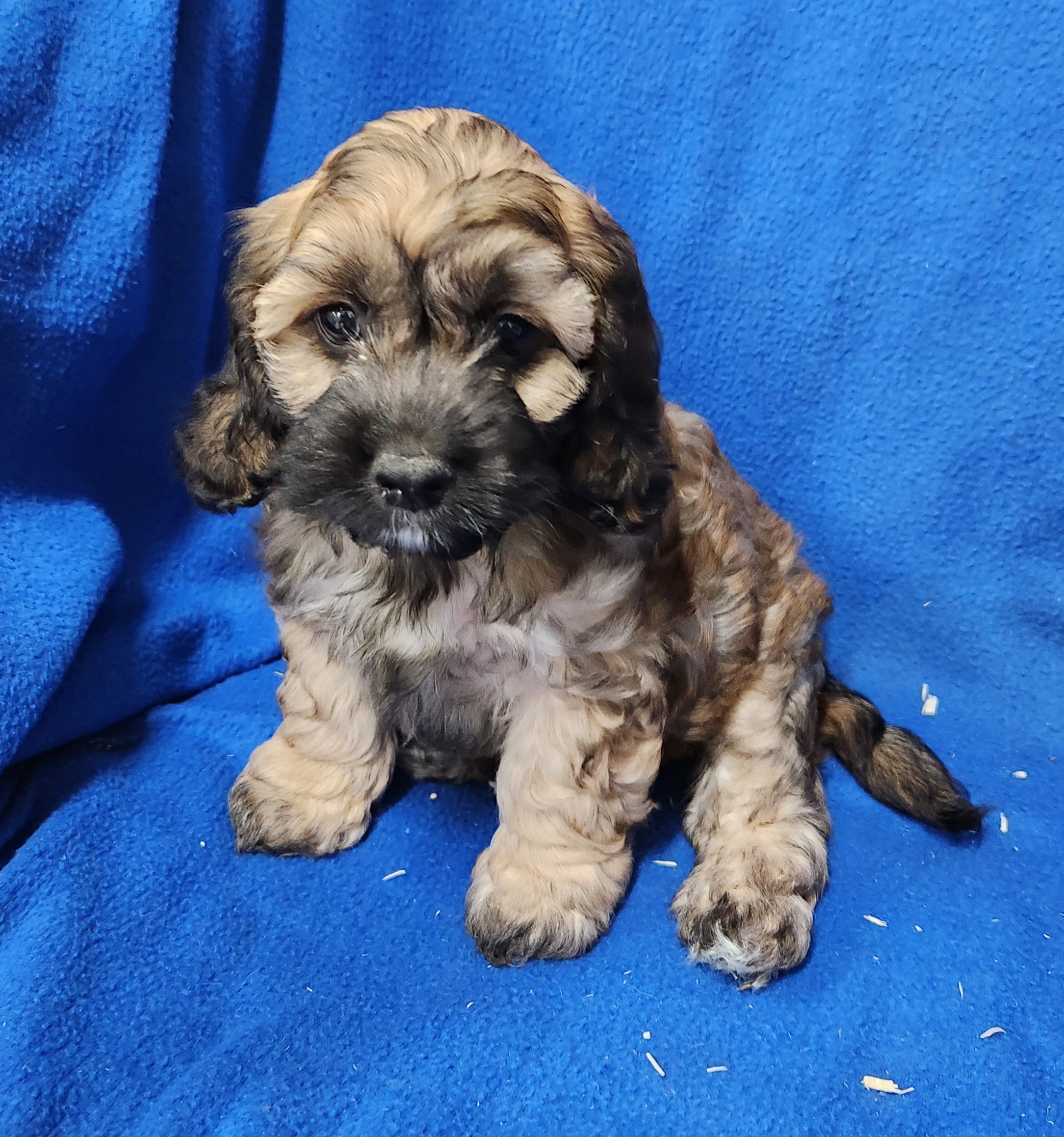 Photo of Cockapoo Puppies