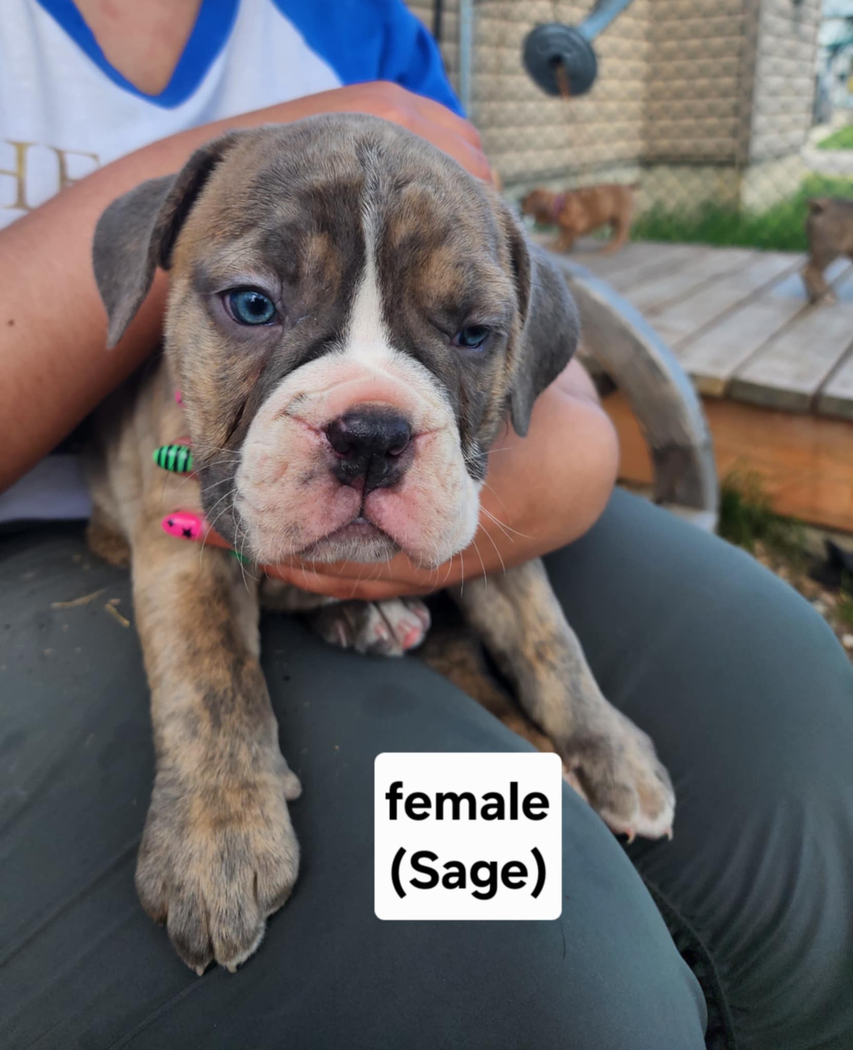 Photo of Old English bulldog x dog de Bordeaux puppies