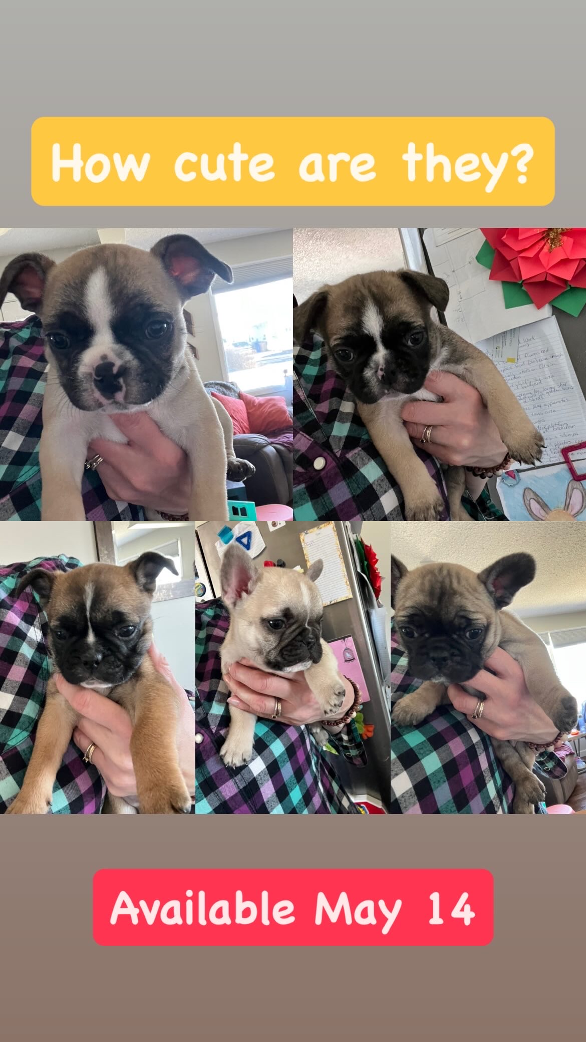 Photo of 5 puppies for sale