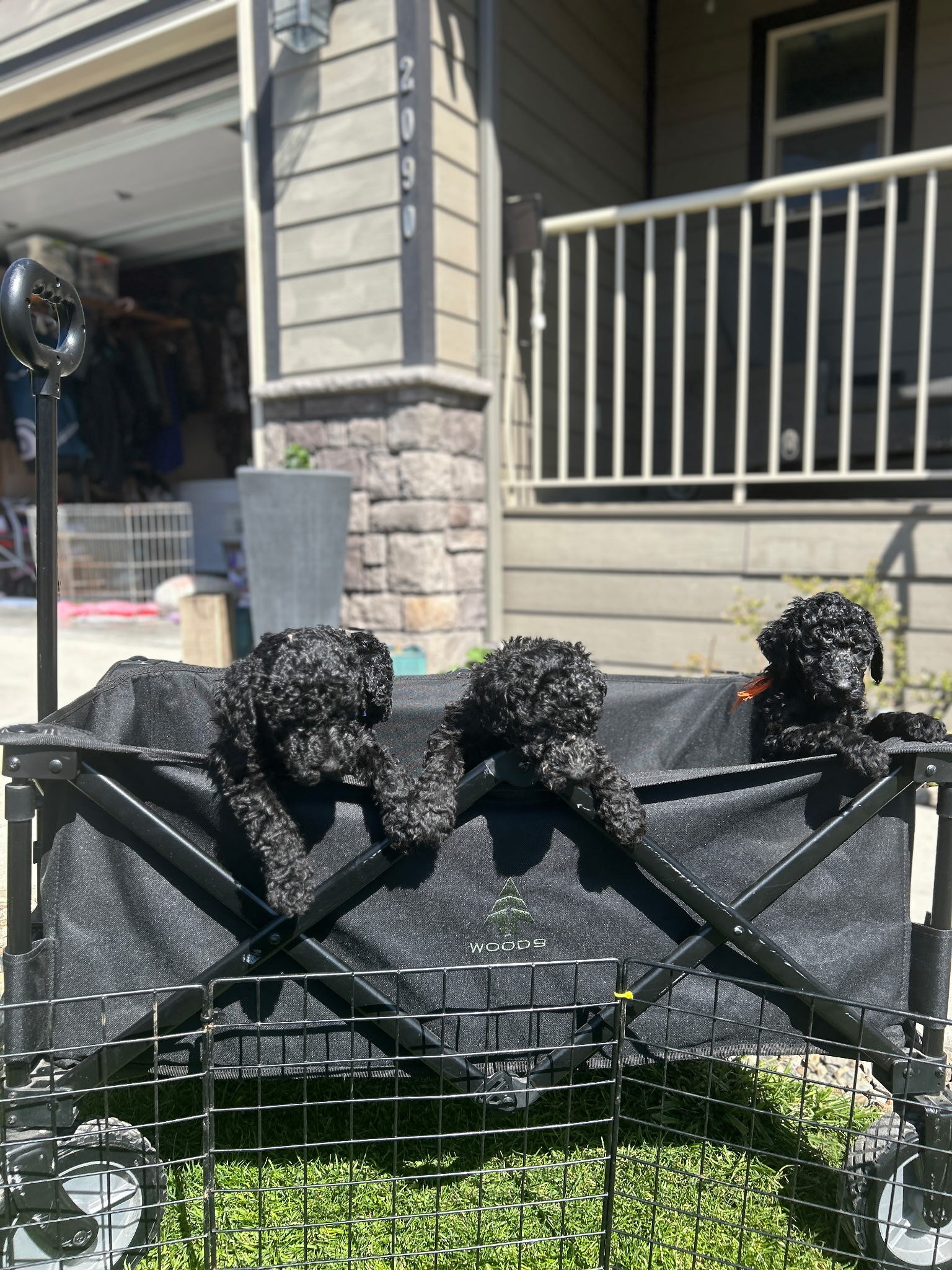 Photo of Standard poodle puppies