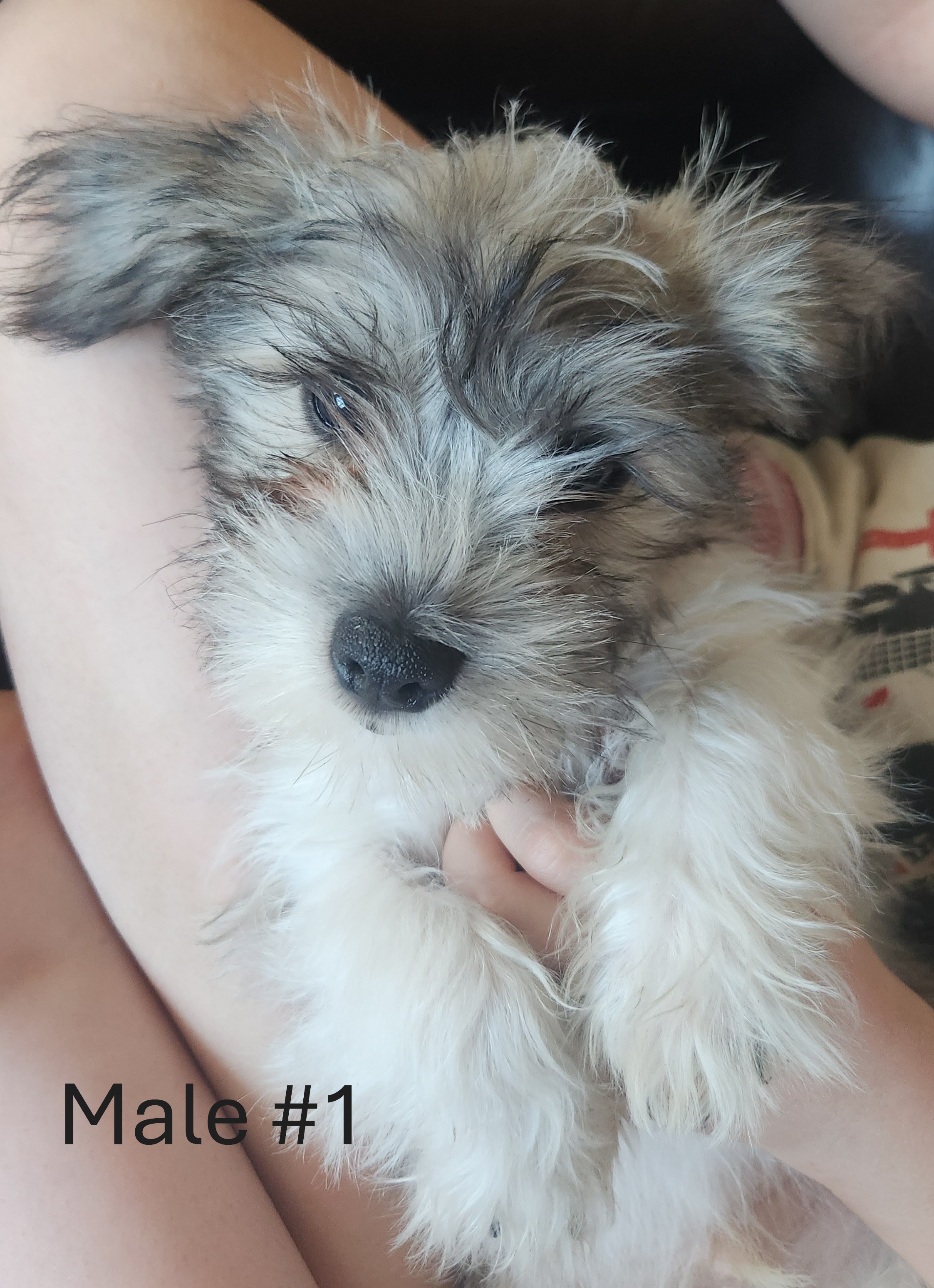 Photo of Adorable Non-Shedding/Hypoallergenic Mini Schnauzer Mix