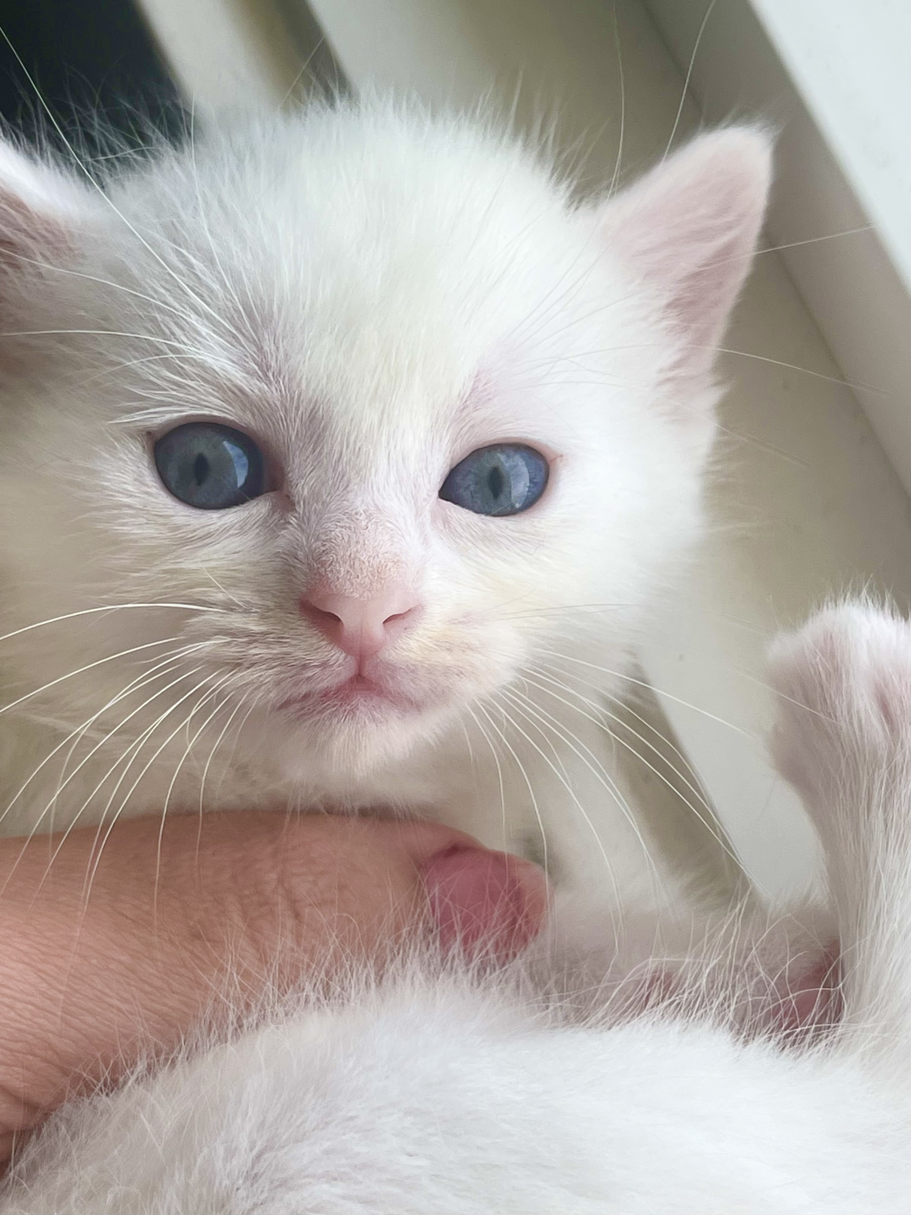 Photo of Ragdoll male Kitten ♥️