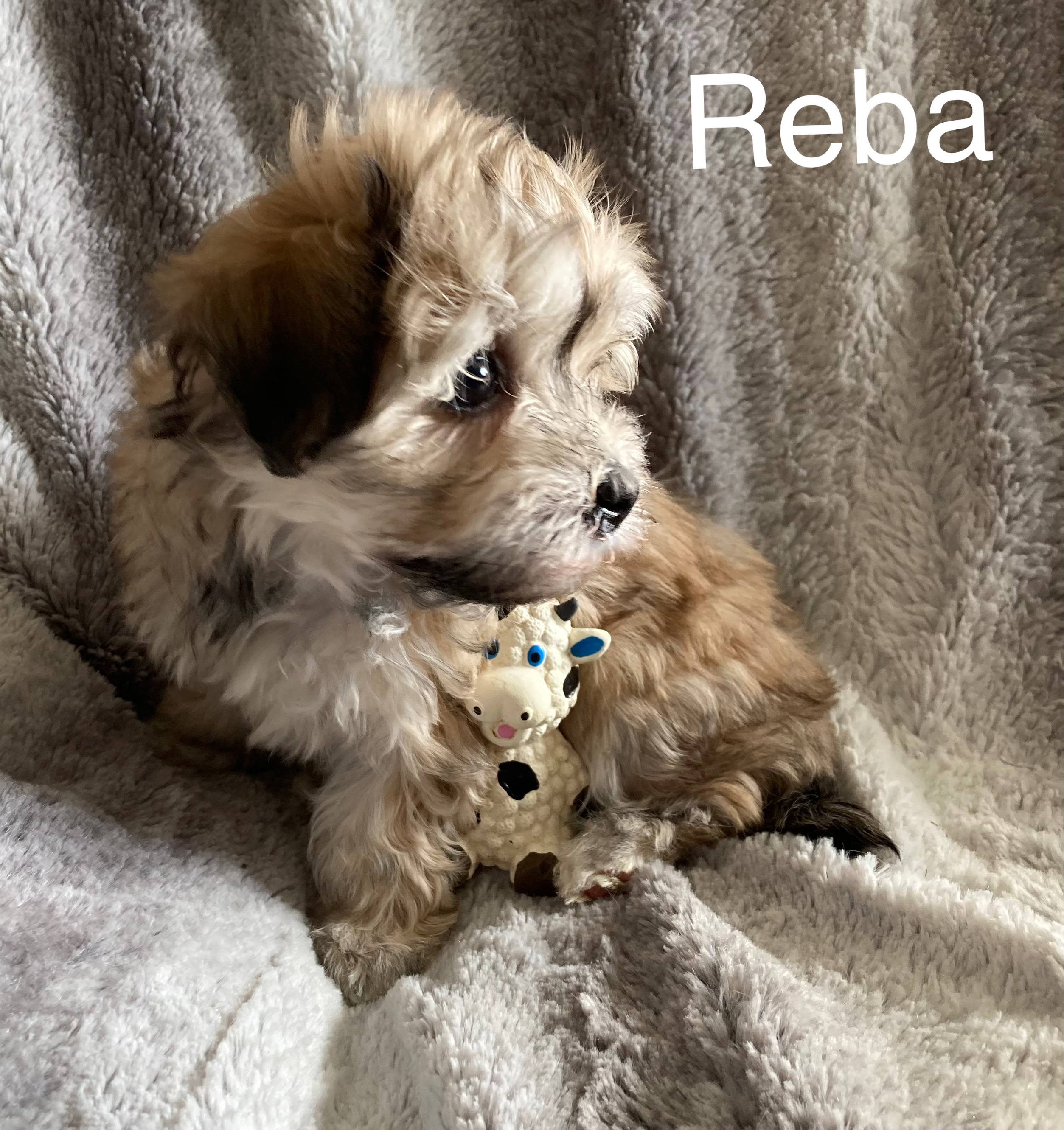 Photo of Havanese female puppies