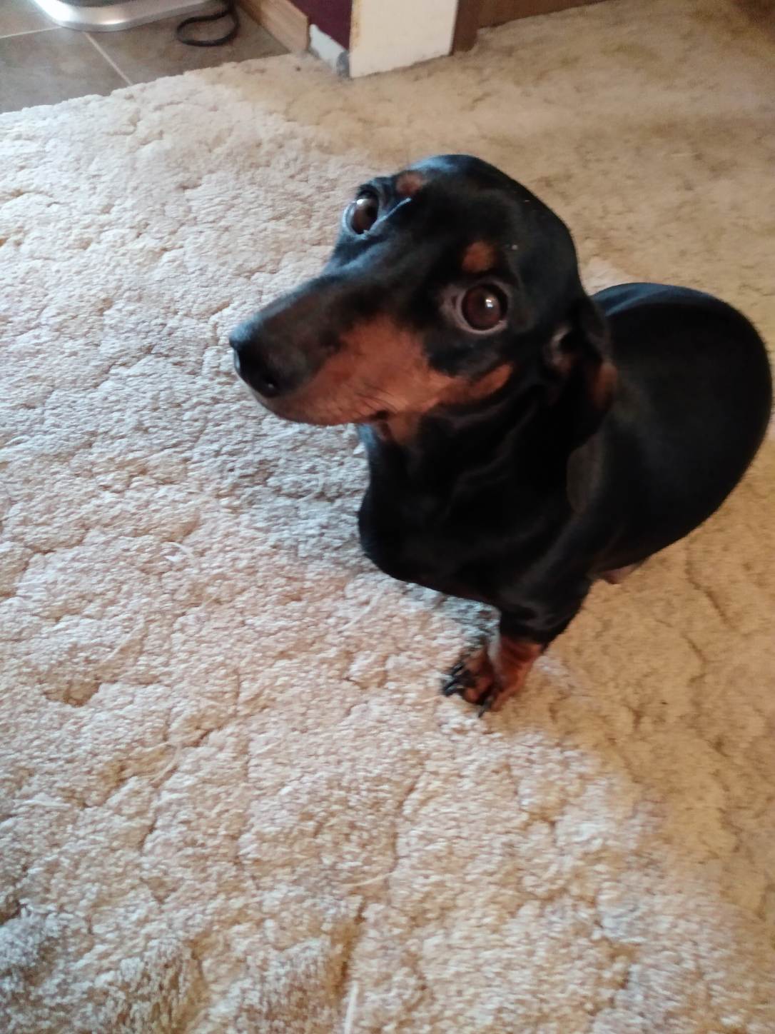 Photo of all puppies are sold.  thank you for interest... 