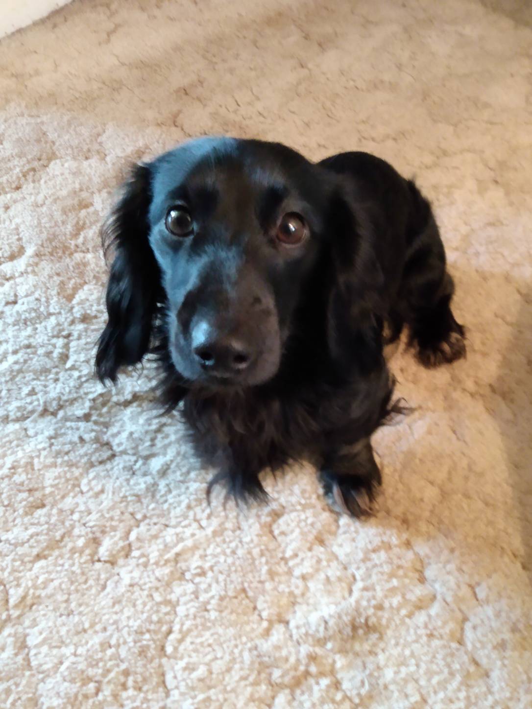 Photo of all puppies are sold.  thank you for interest... 