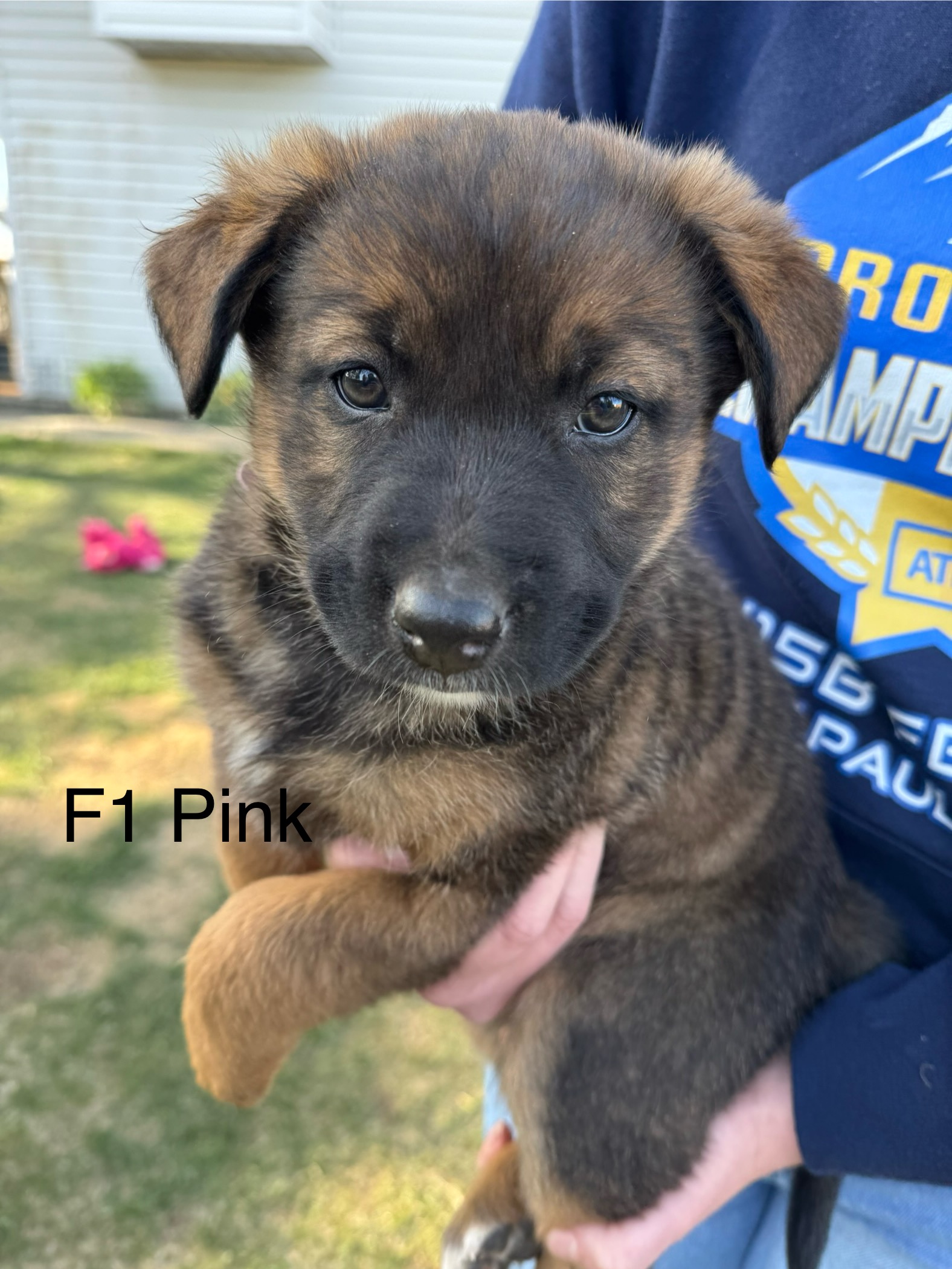 Photo of Bernese X Puppies