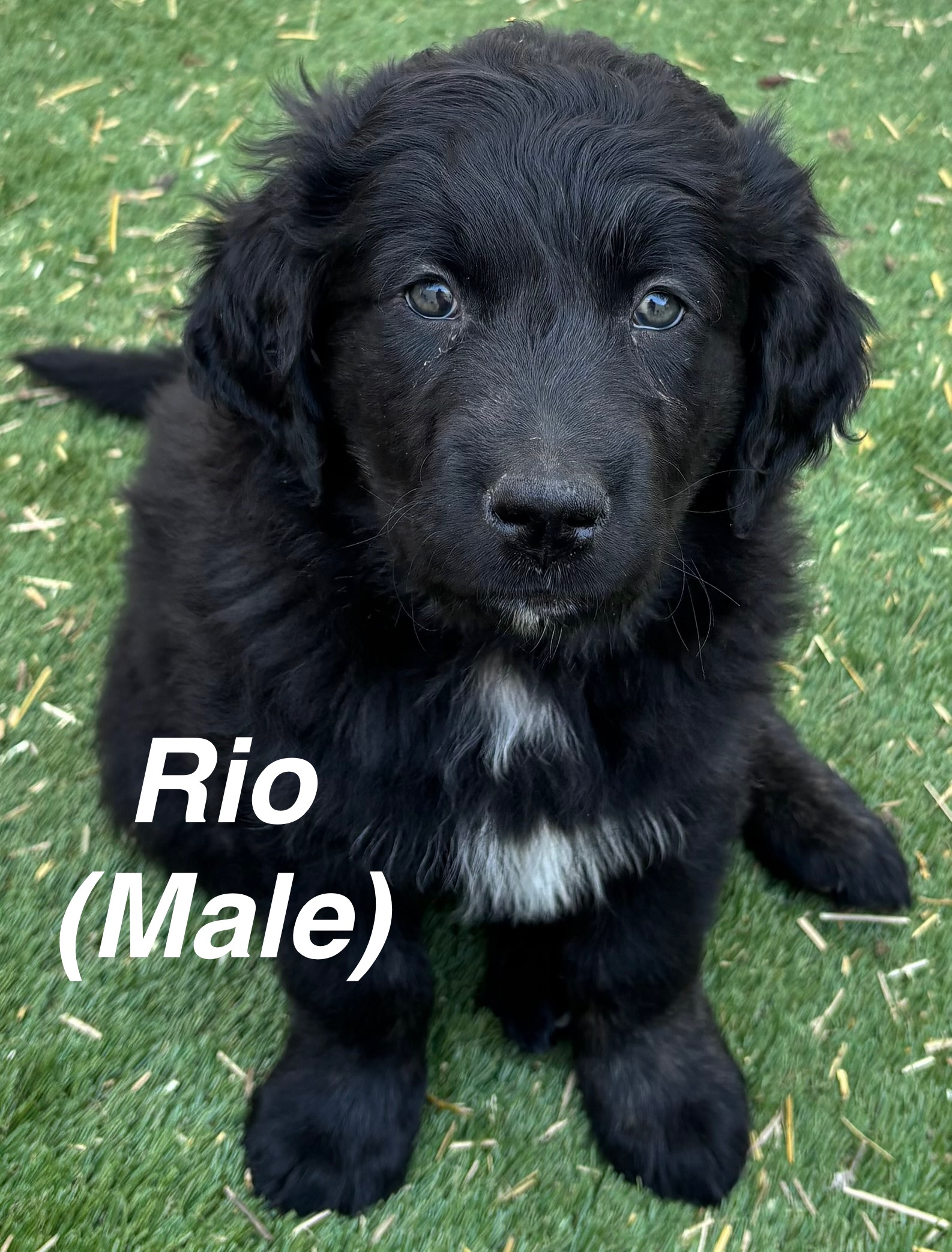 Photo of Puppies for adoption 