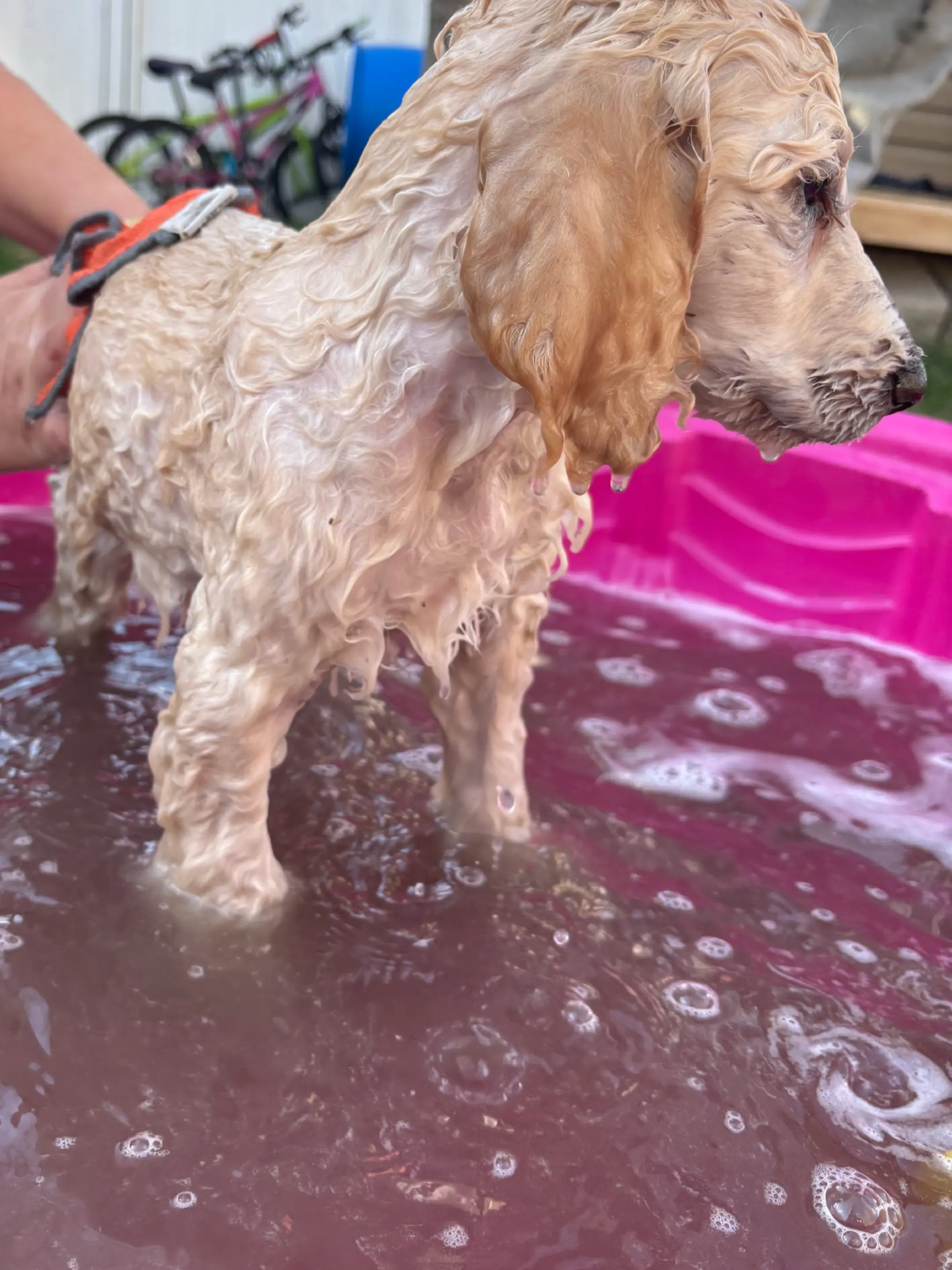 CKC Standard Poodle Puppies  - 2 - 1746590809325_d833b6ec91bb23facd299fe6062c07ab_1