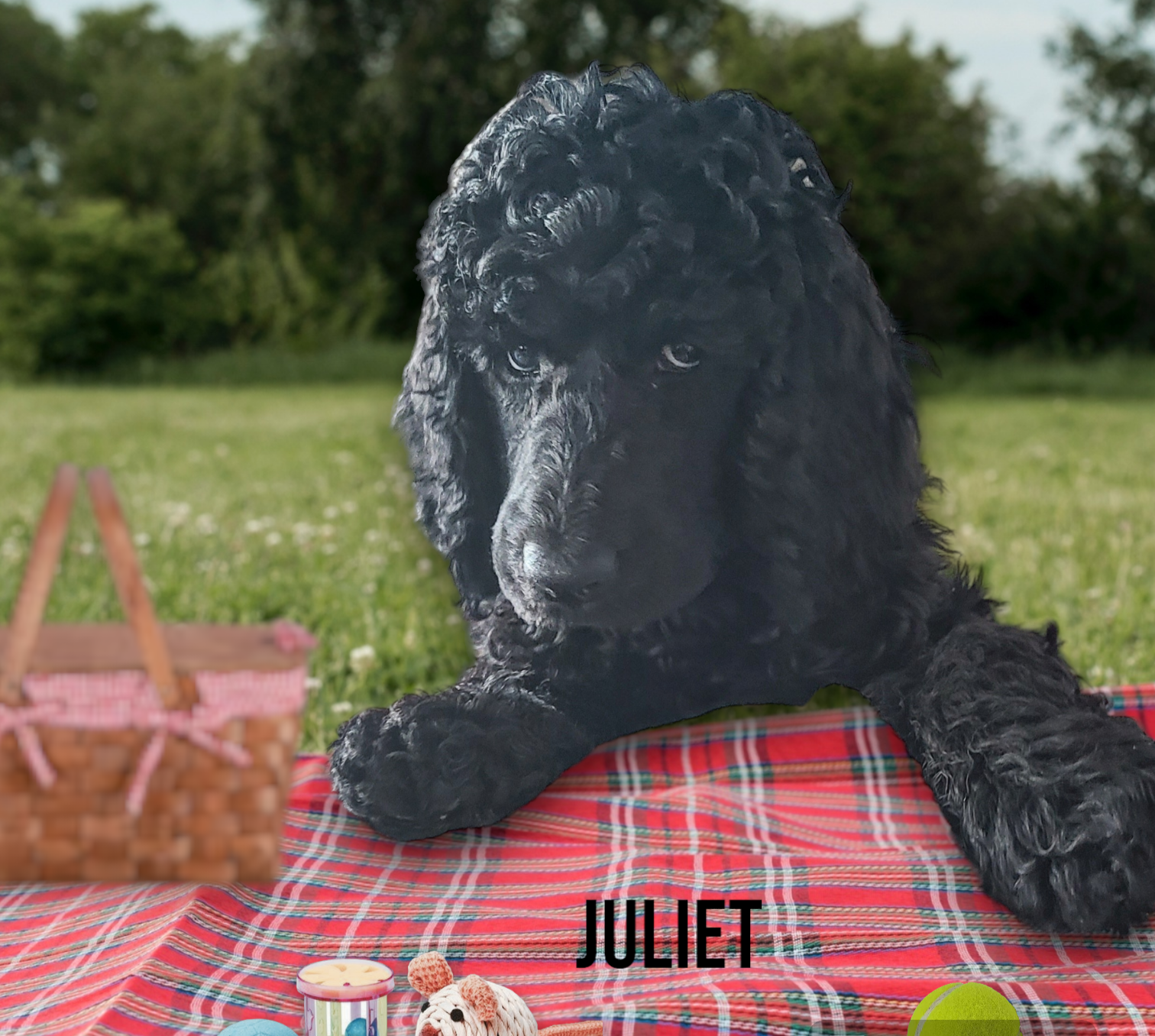 CKC Standard Poodle Puppies  - 4 - 1746590927725_Photoroom-20240417_114440