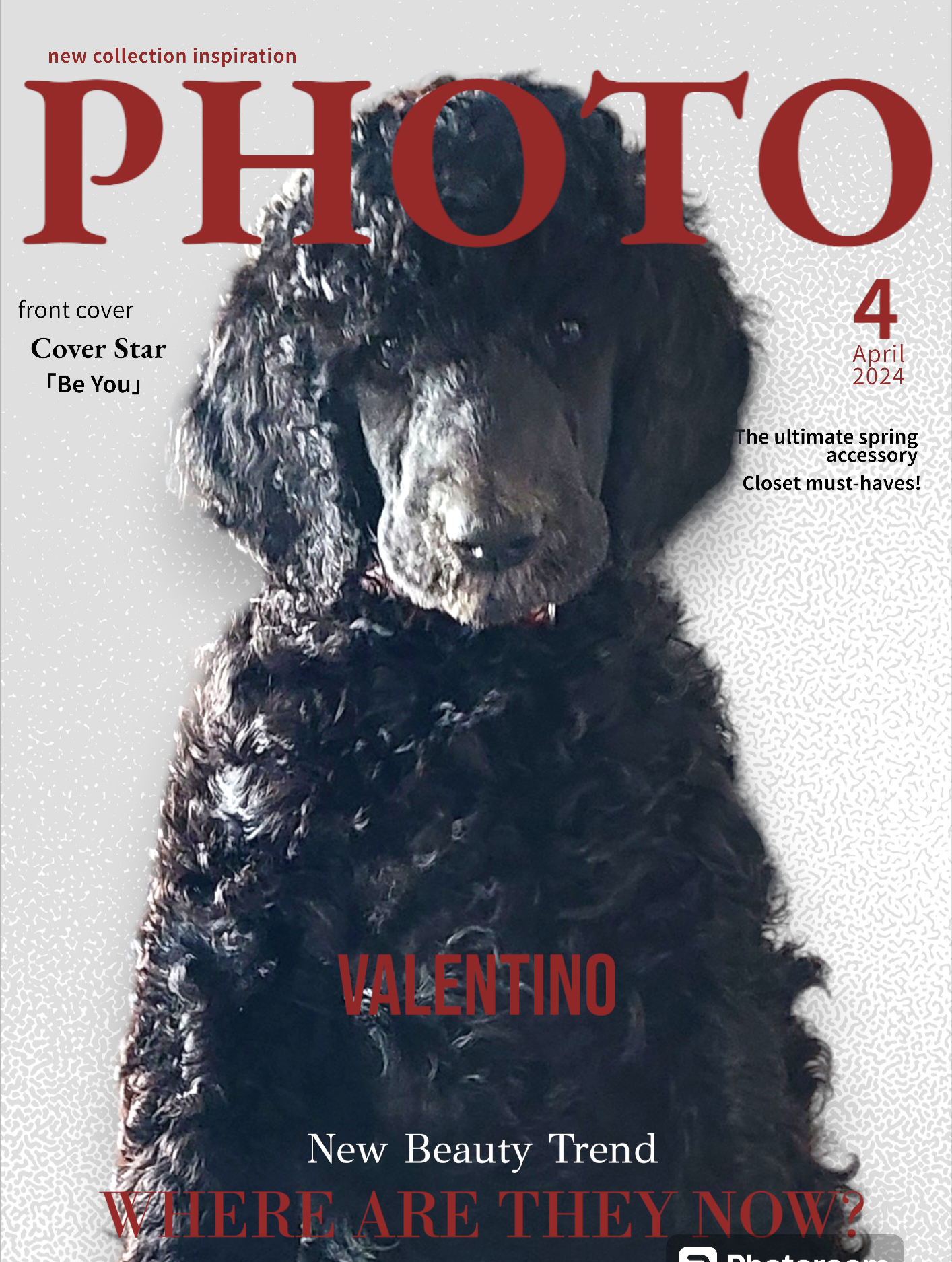 CKC Standard Poodle Puppies  - 5 - 1746590927725_Photoroom-20240417_120118