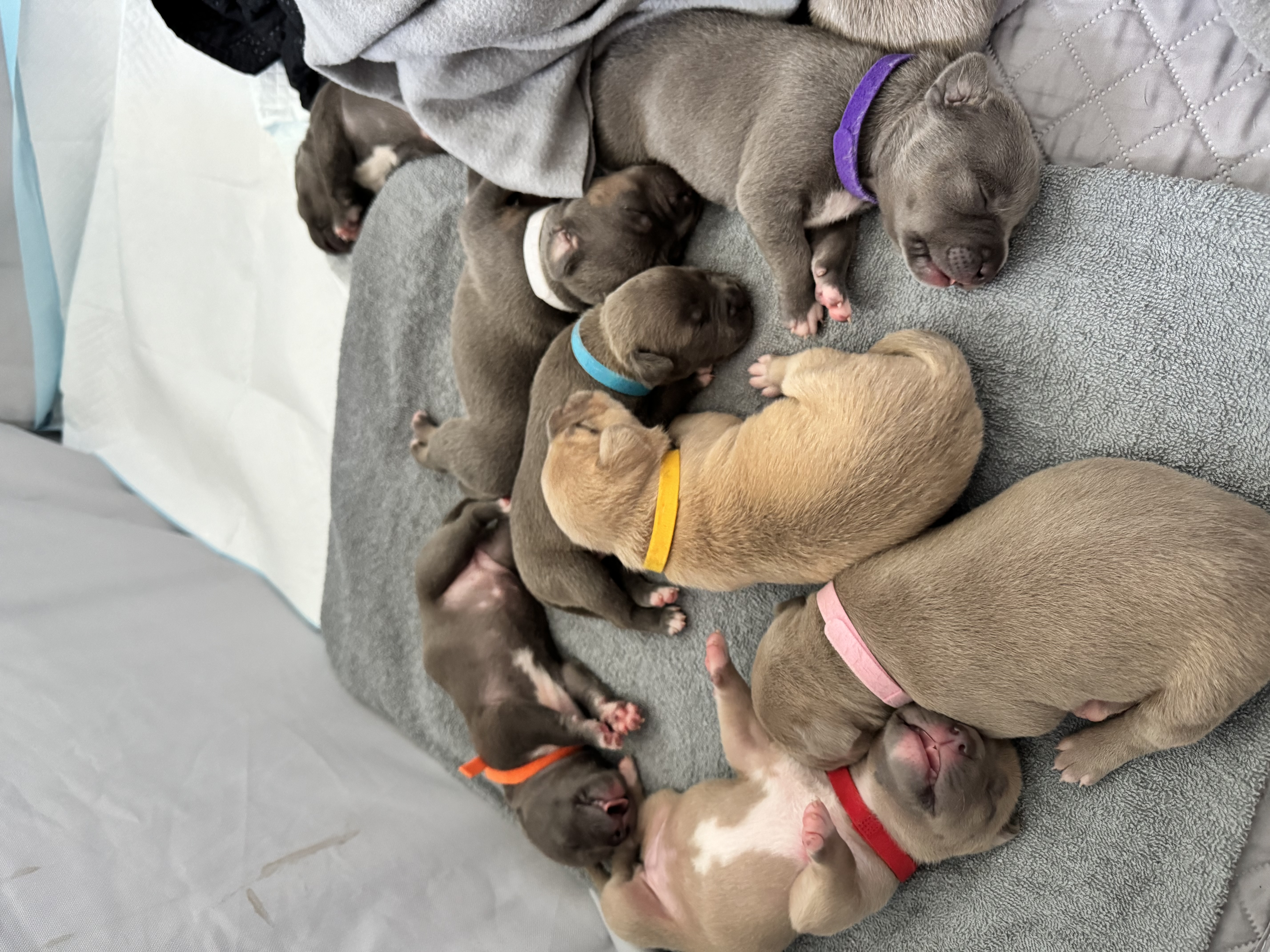 Photo of XL American Bully puppies (papered)
