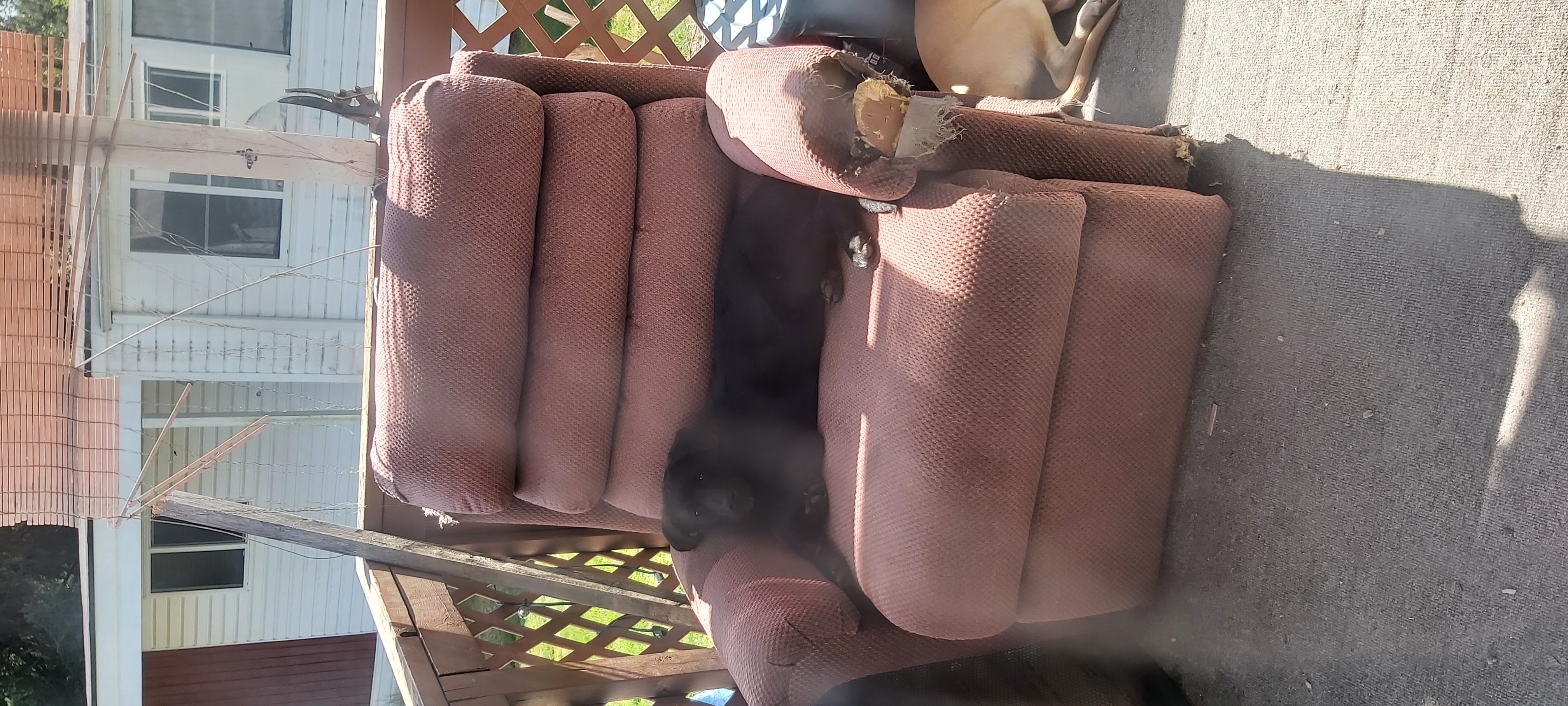 Photo of Puppies for Sale