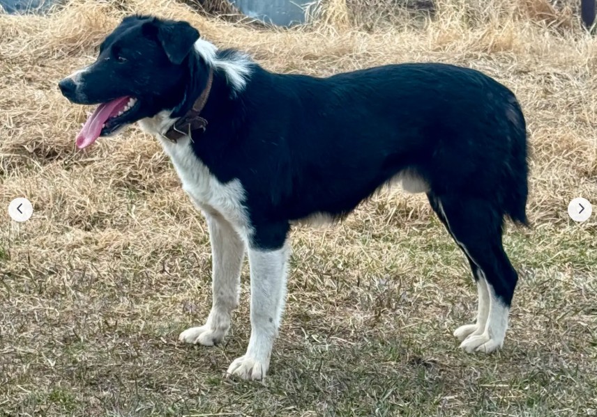 Photo of Working Border Collie