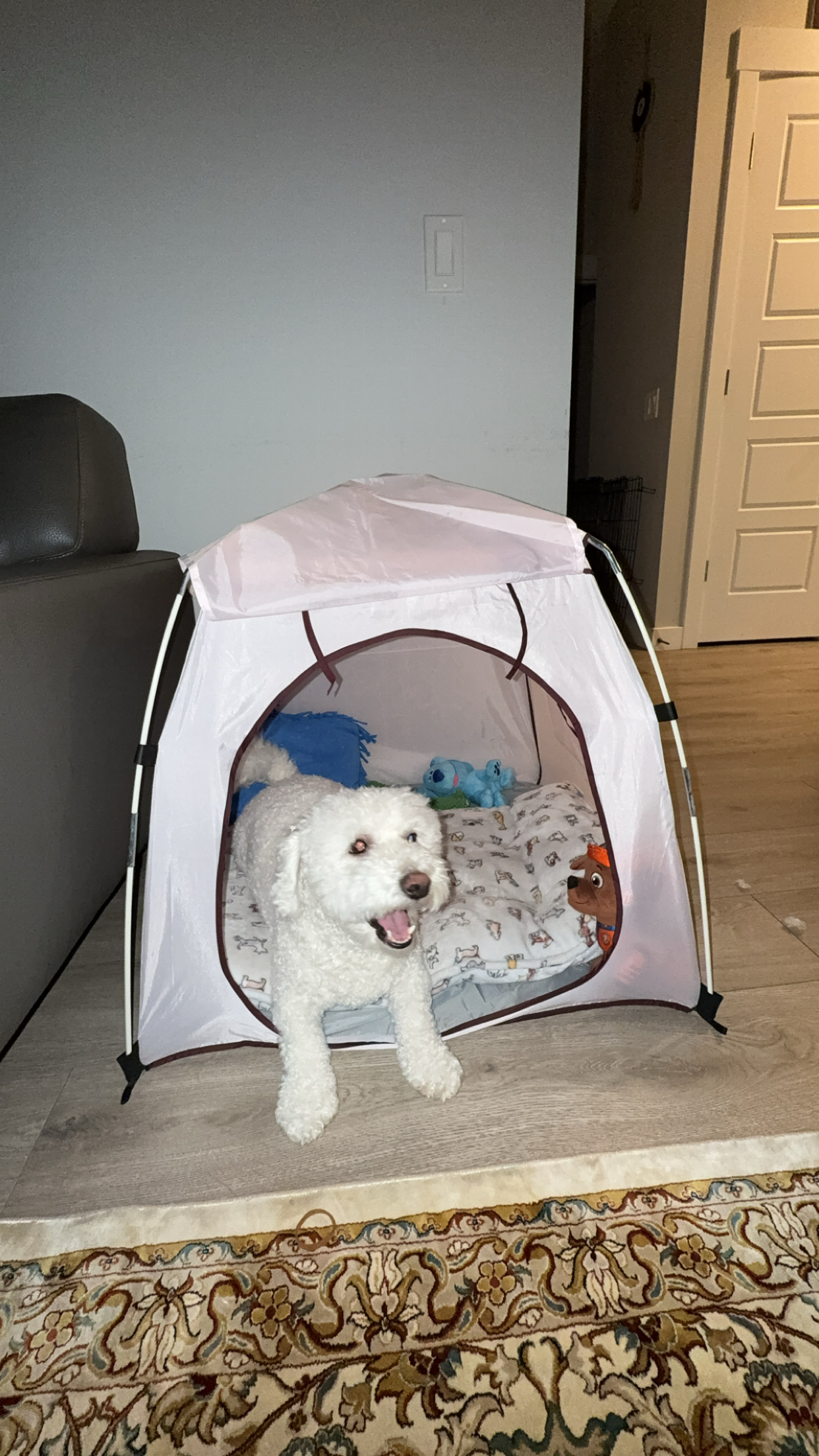 Photo of Puppy for rehoming 