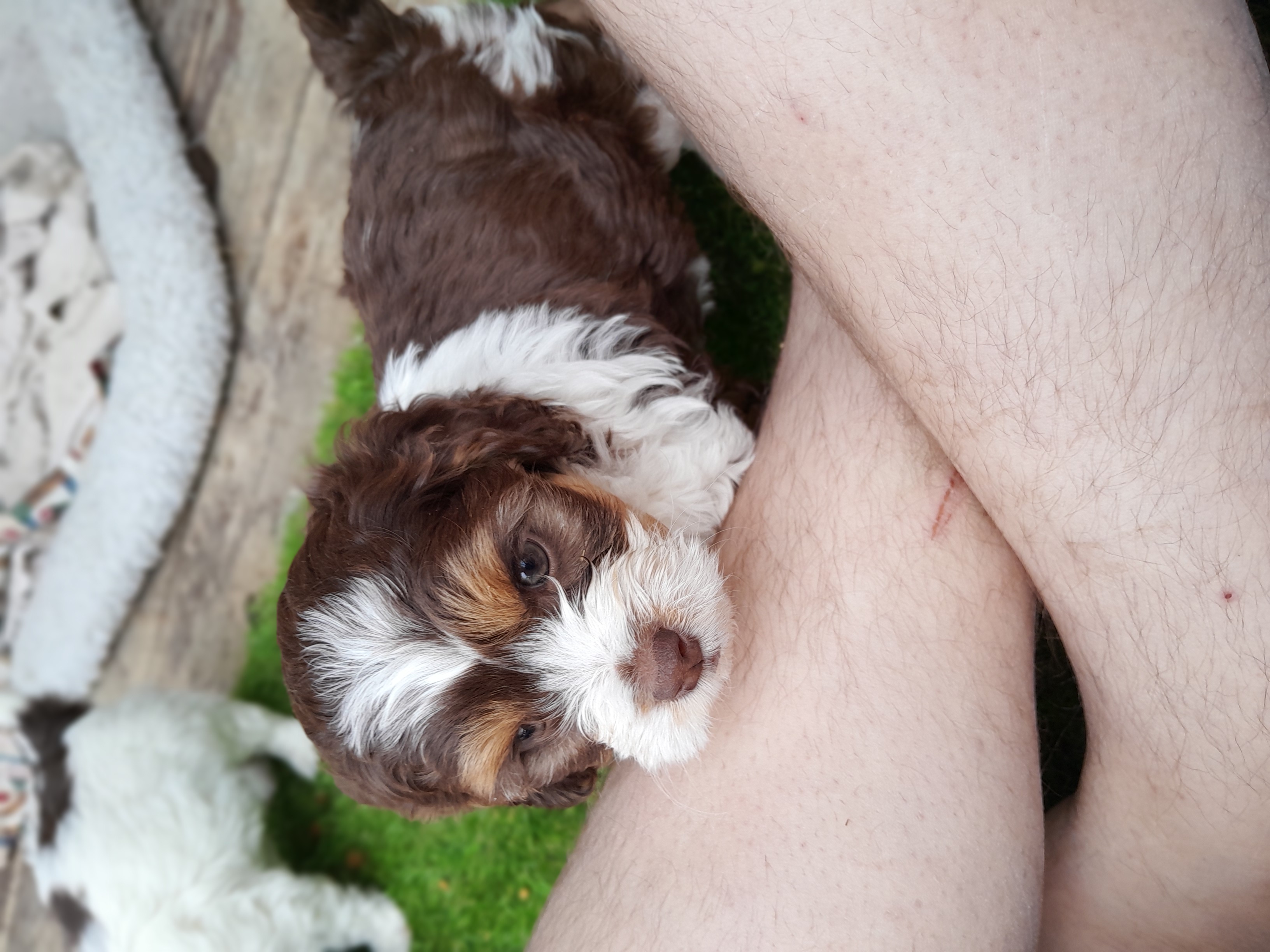Photo of Cockapoo Puppies