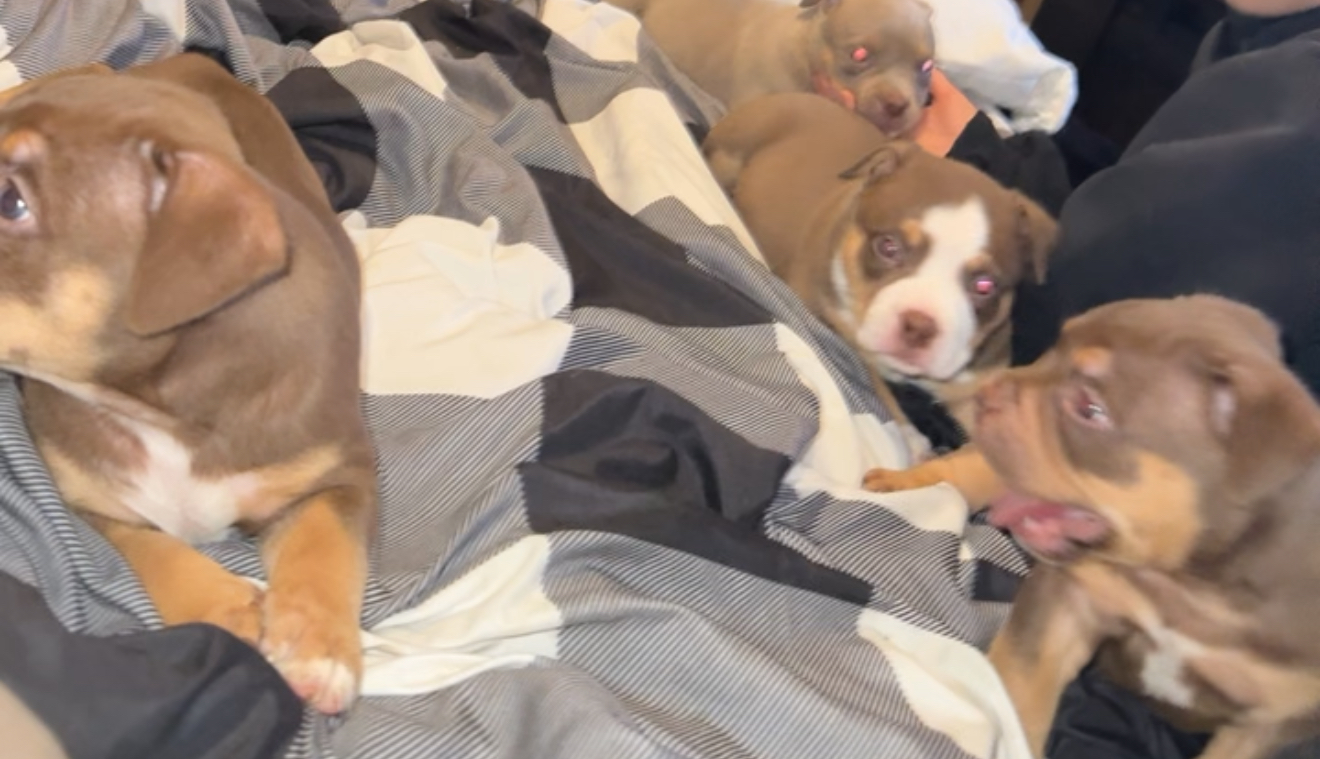 Photo of Puppies for sale 