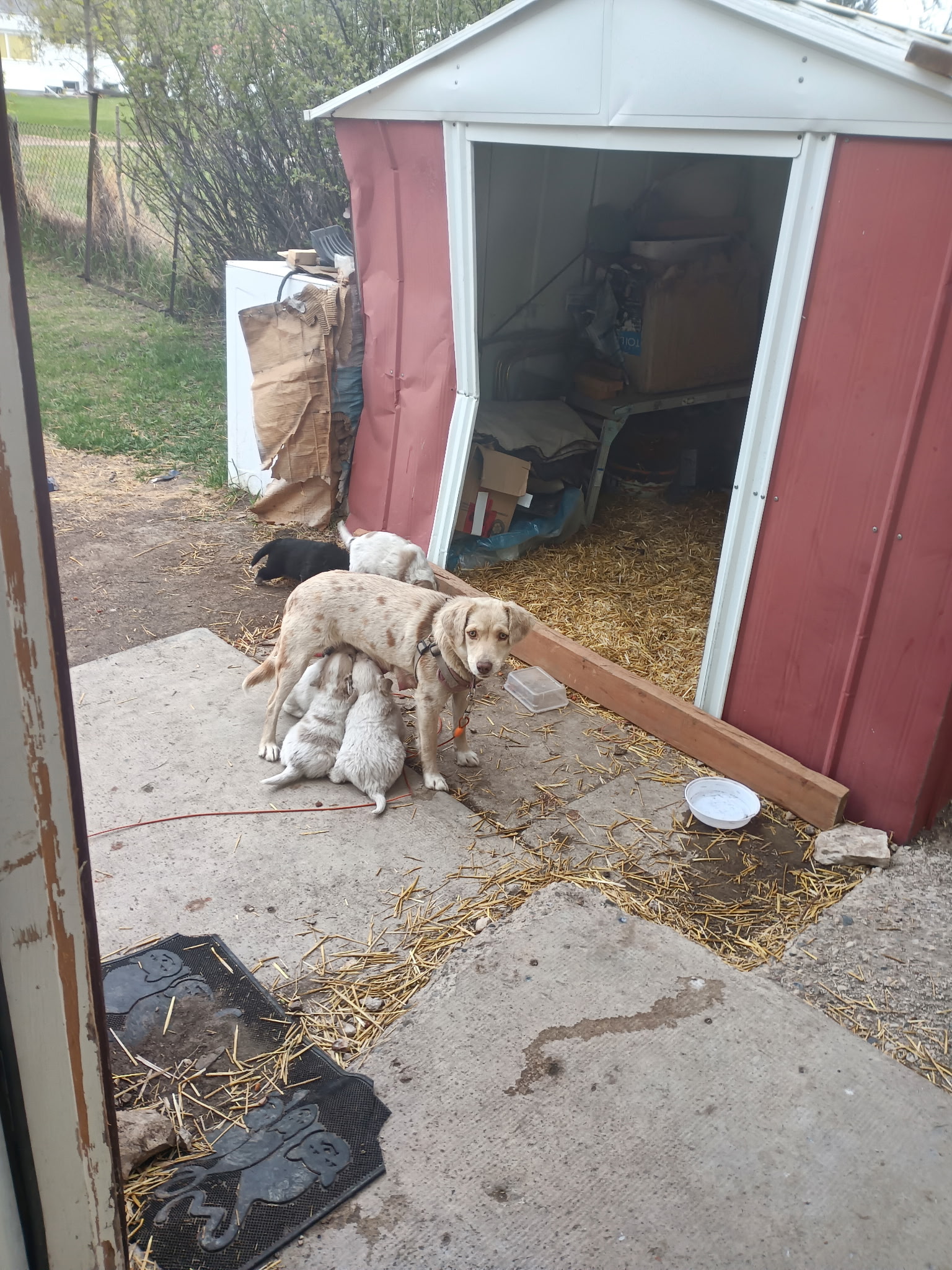 Photo of Puppies for sale 