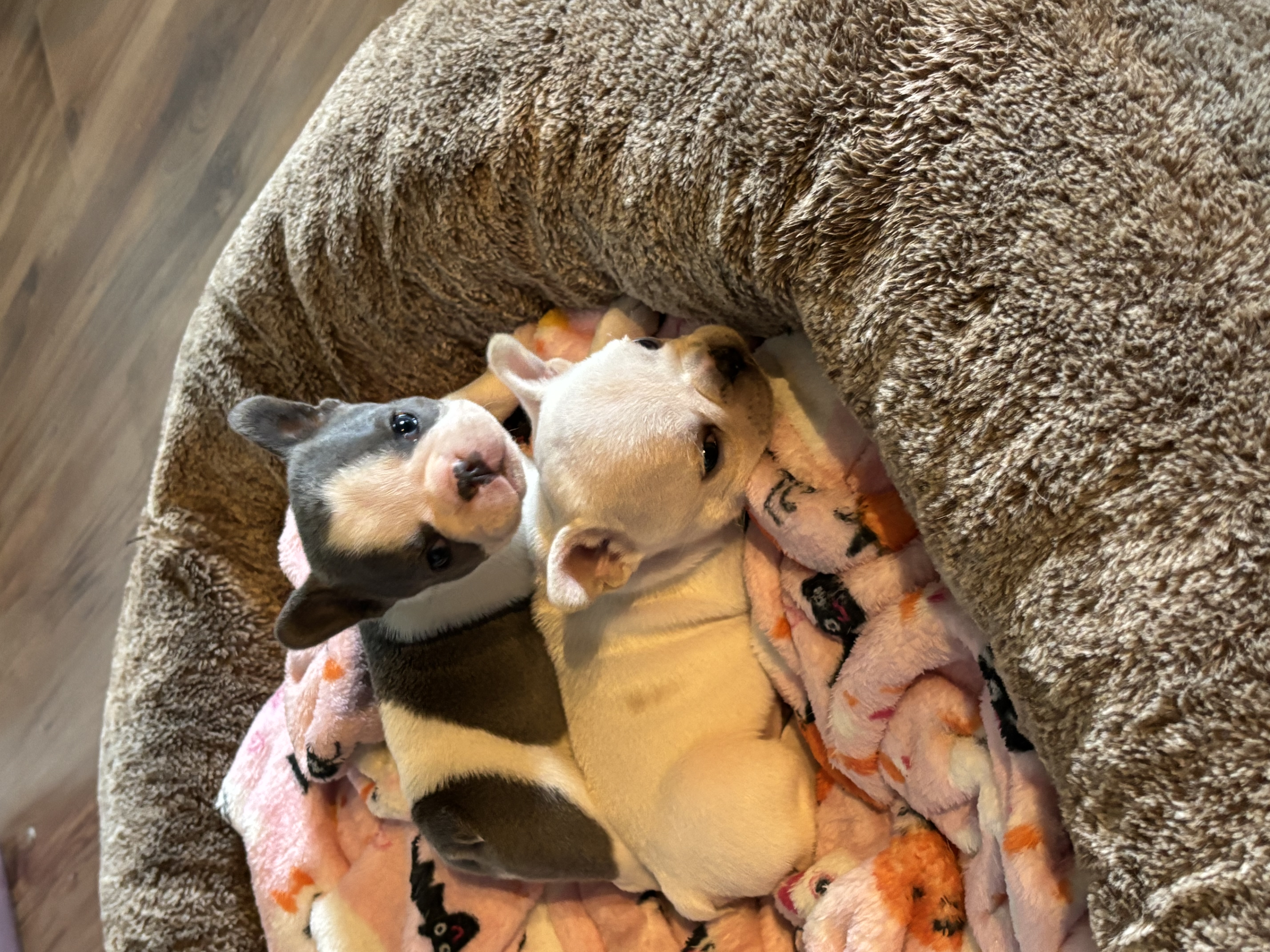 Photo of French bulldog puppies 