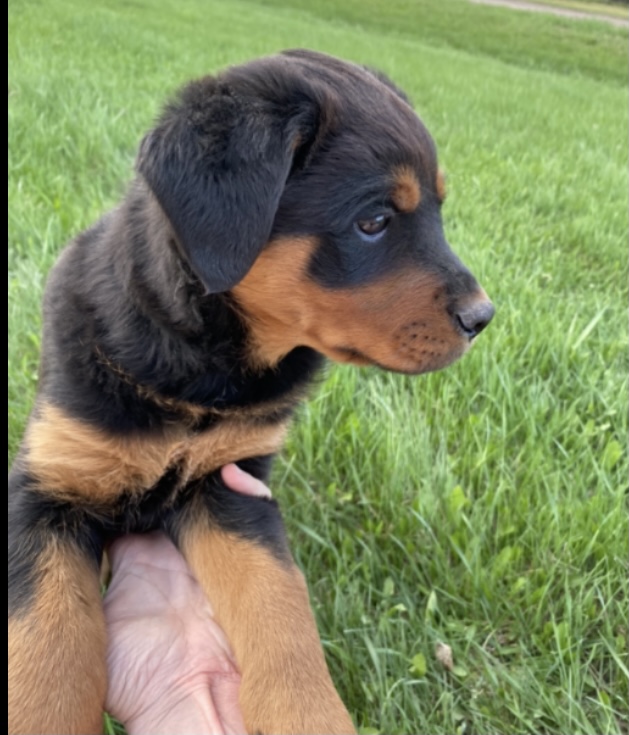 Photo of Rottweiler Puppies 
