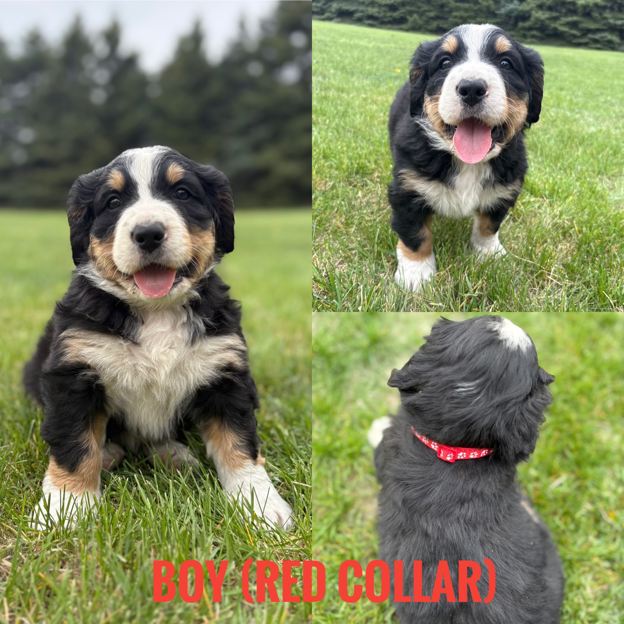 Photo of Bernedoodle puppies