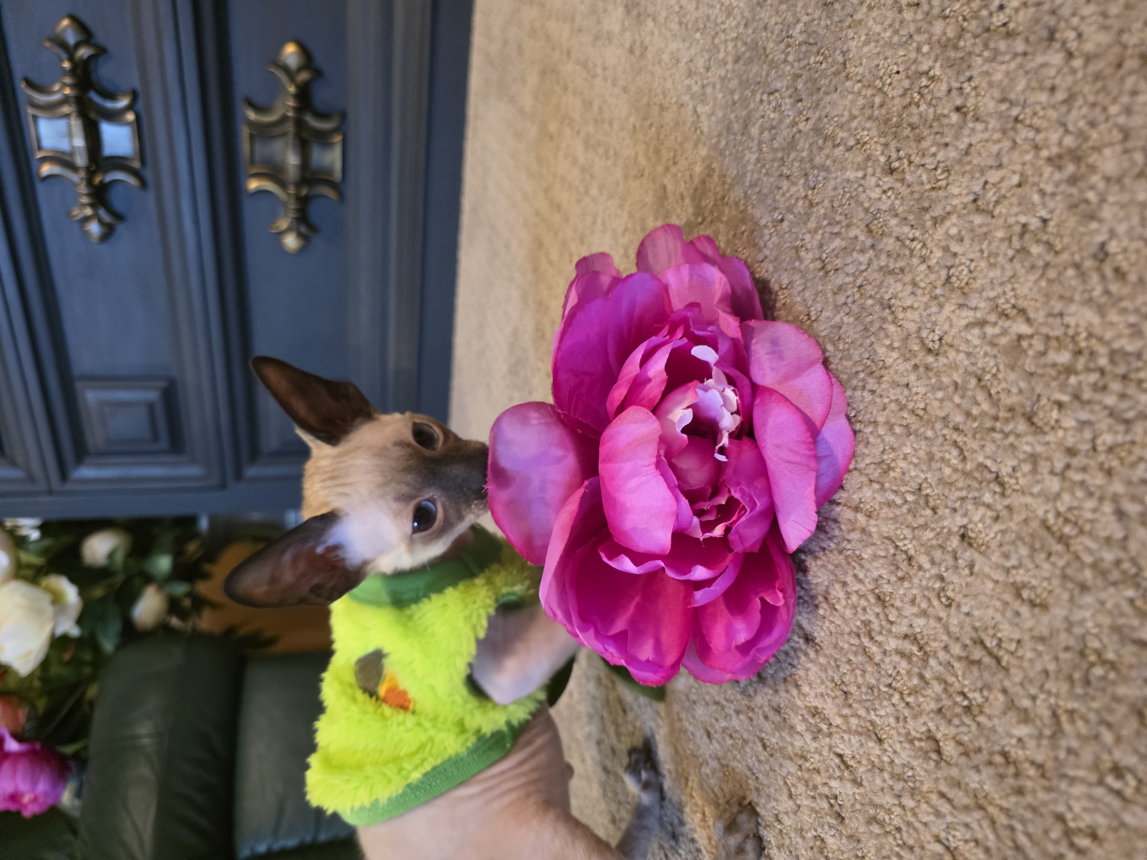 Photo of Cornish rex kittens 😸