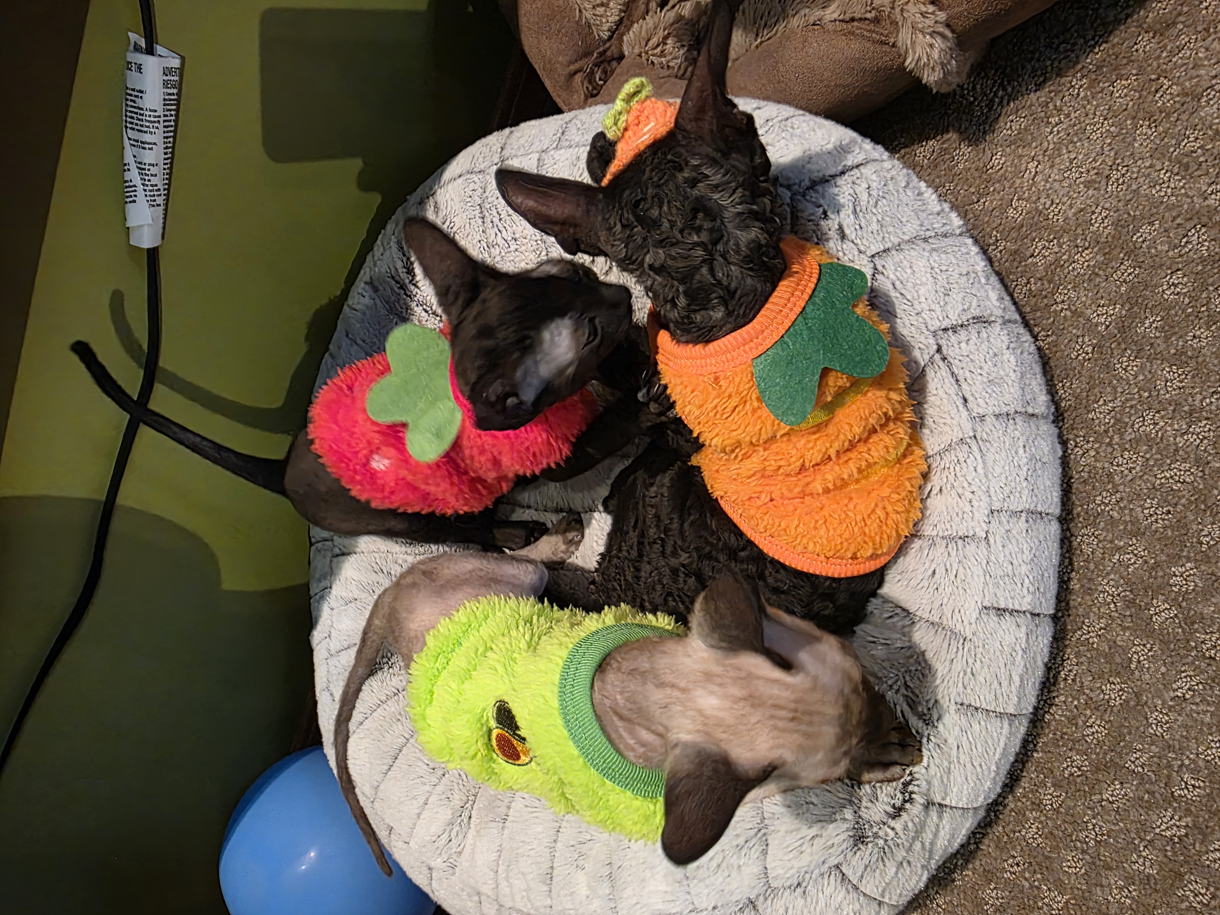 Photo of Cornish rex purebred kittens 