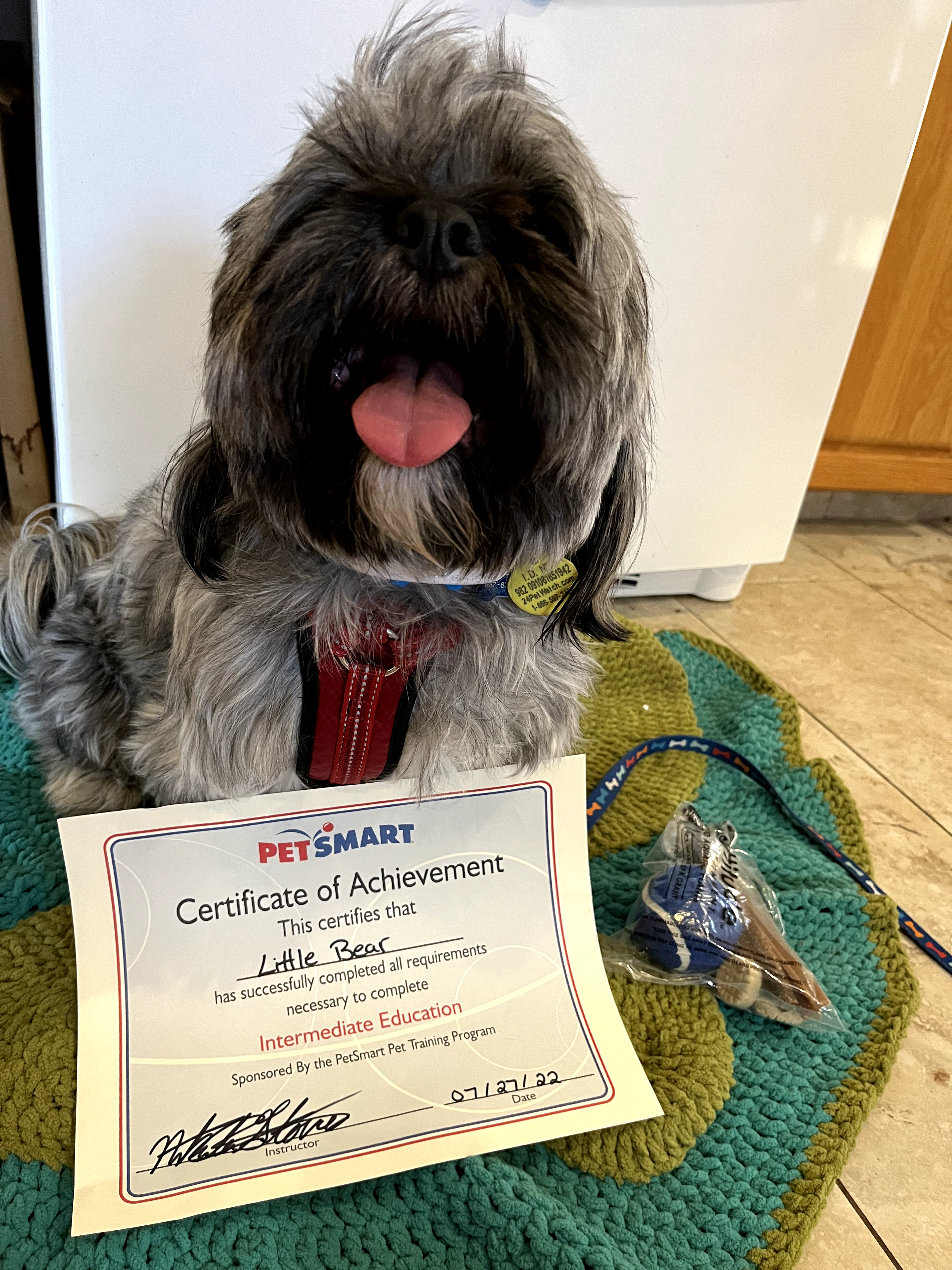 Photo of Shih Tzu/Bichon Cross 