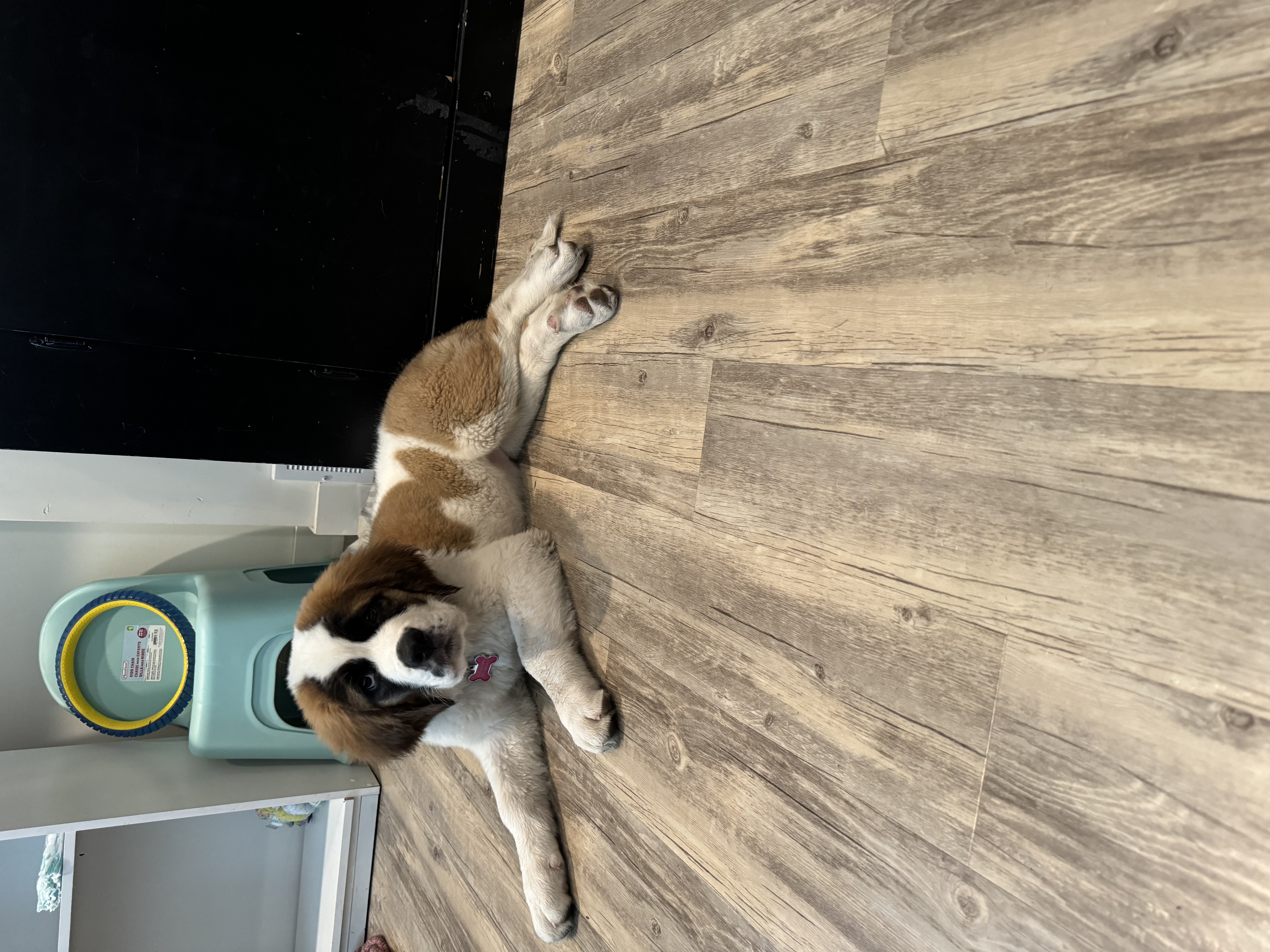 Photo of St. Bernard puppy