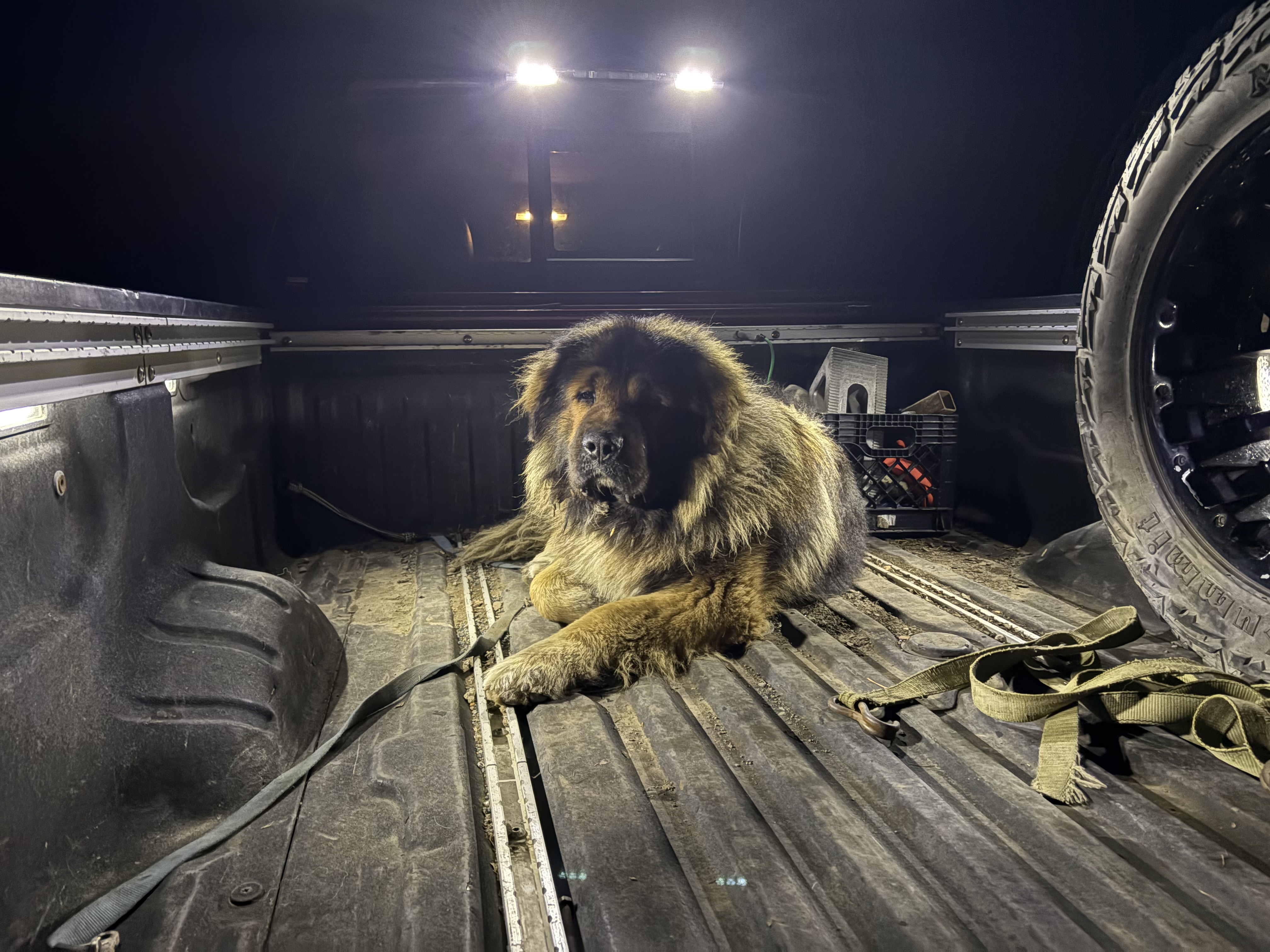 Photo of Two year old Caucasian Shepard Ocharka