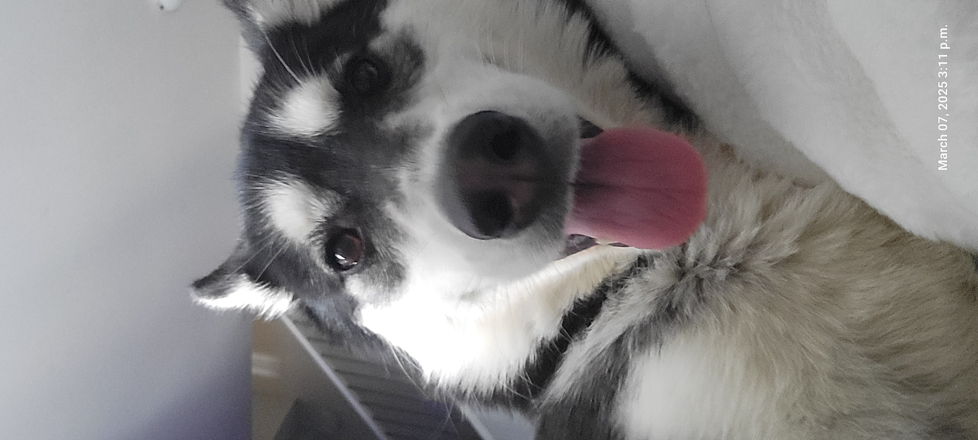 Photo of Dog Husky for free